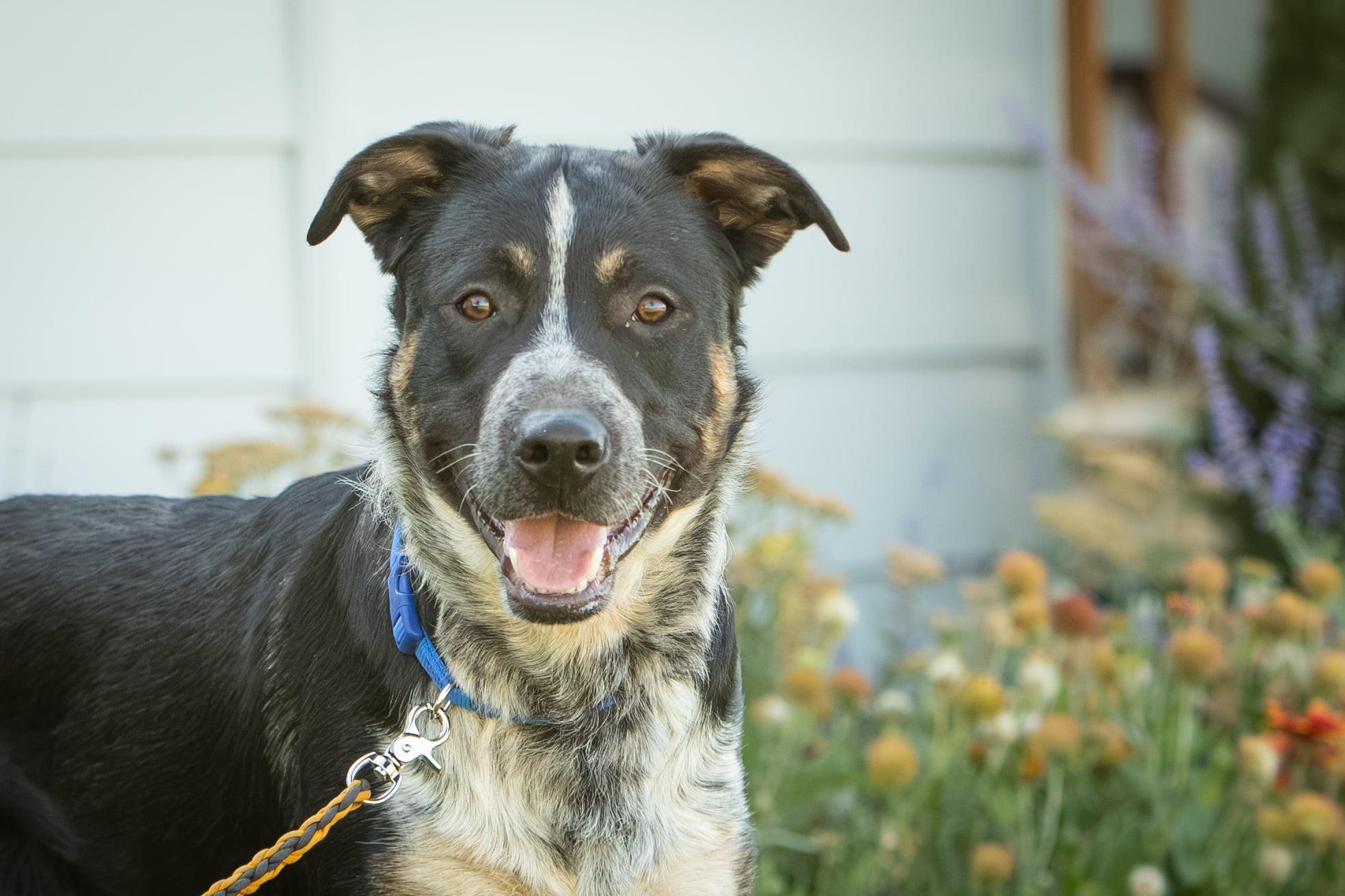 Dozer, a Adoptable mixed breed in Lakeview, OR image 1/6