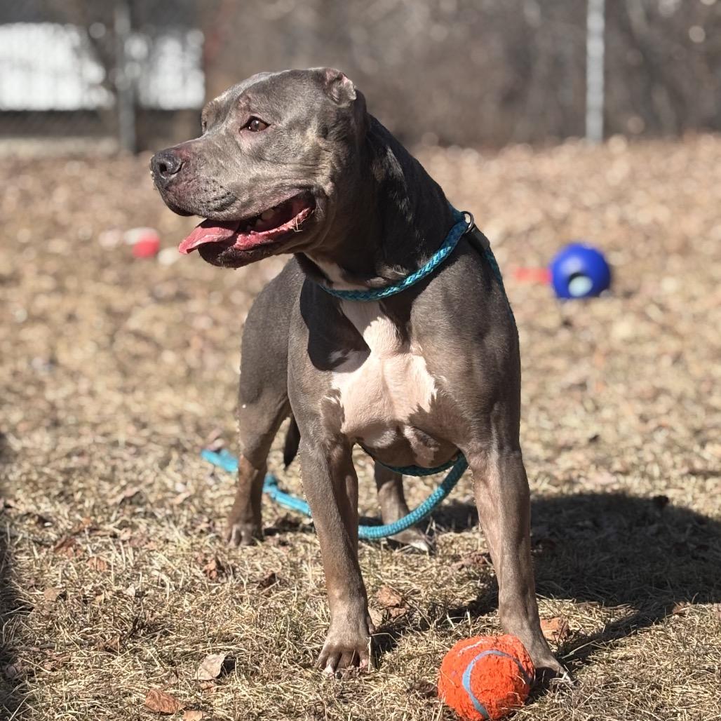 Enlarge Flora, a Adoptable Pit Bull Terrier in Standish, MI image 3/4