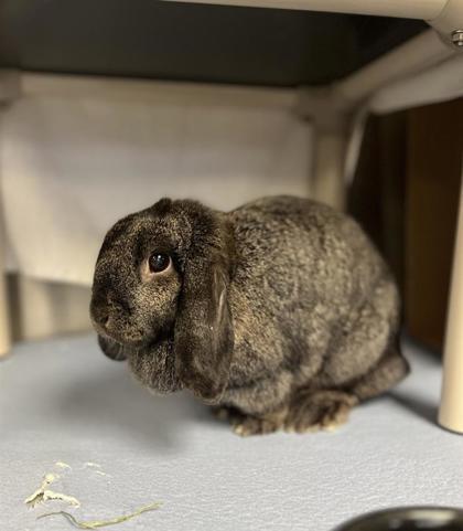 Debbie (Débarbouillette), Adoptable, Adult Female Bunny Rabbit & Bunny Rabbit.