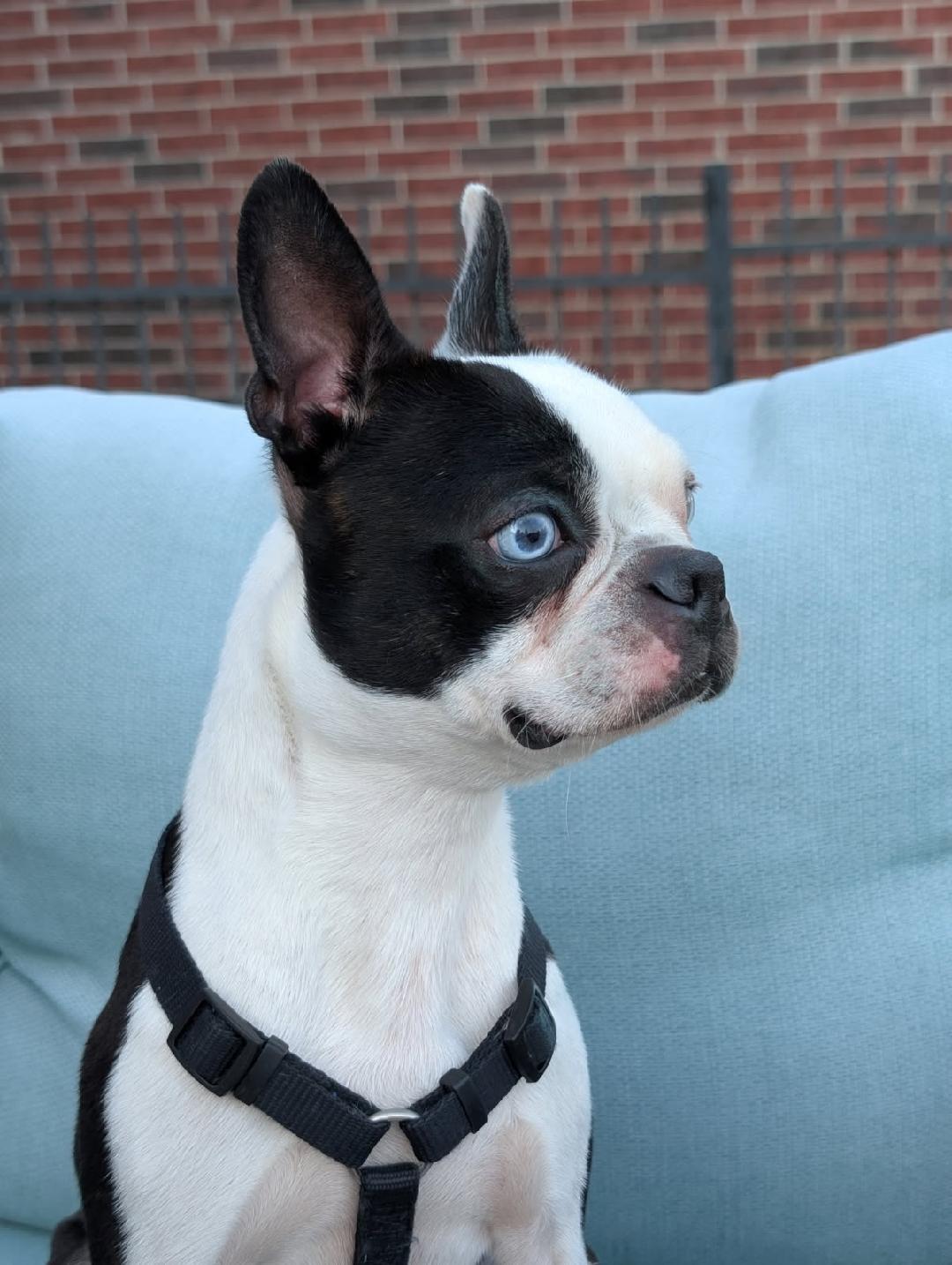 Oscar, Adoptable, Young Male Boston Terrier.