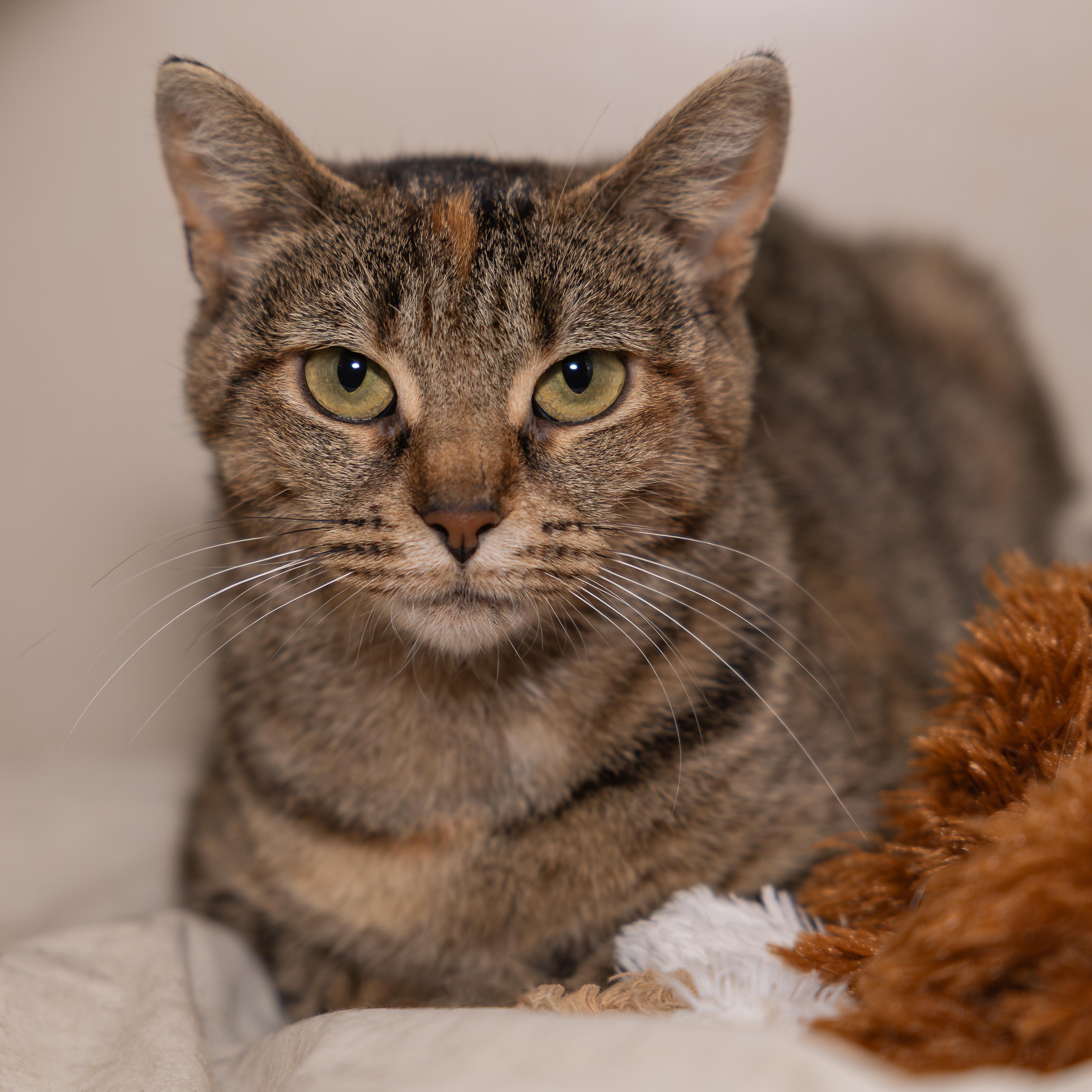 Cherry, Adoptable, Adult Female Domestic Short Hair.