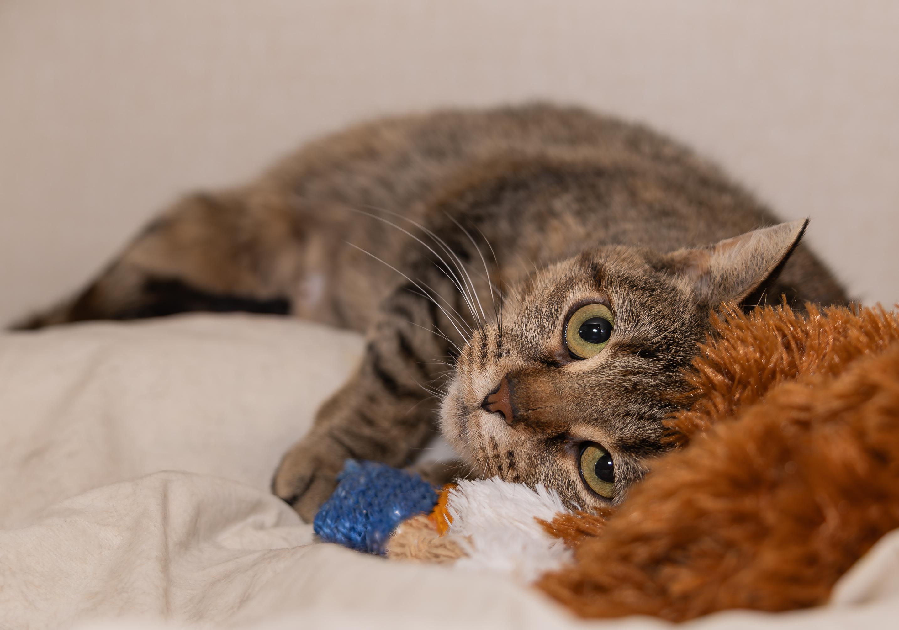 Enlarge Cherry, a Adoptable mixed breed in Kirkland Lake, ON image 2/3