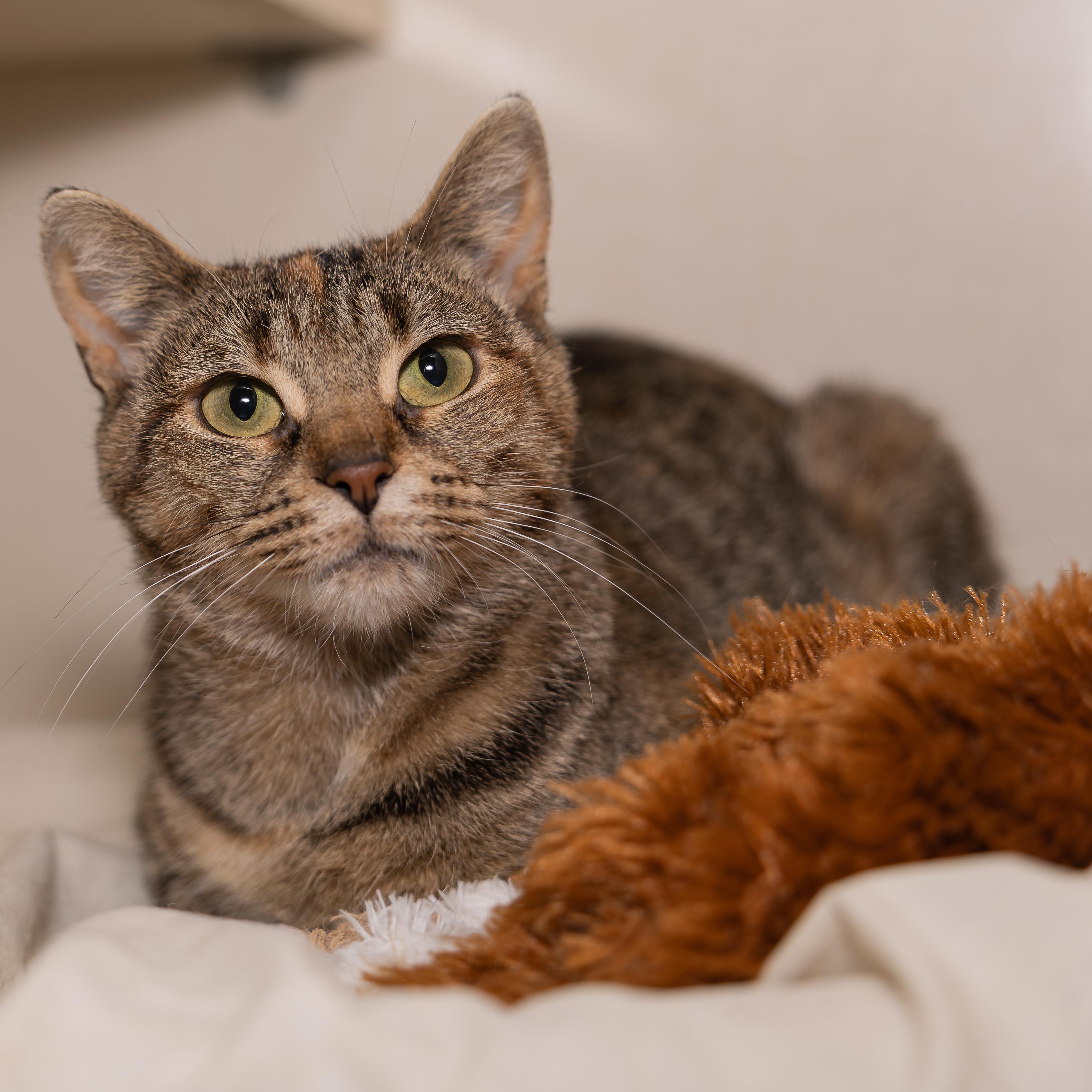 Enlarge Cherry, a Adoptable mixed breed in Kirkland Lake, ON image 3/3