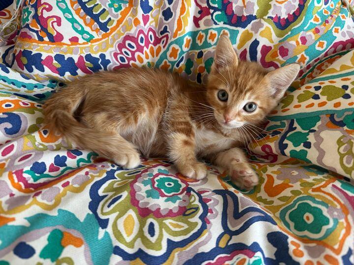 Enlarge Conan O'Brien, a ADOPTABLE American Shorthair in Santa Monica, CA image 1/6