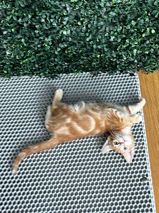 Enlarge Conan O'Brien, a ADOPTABLE American Shorthair in Santa Monica, CA image 6/6