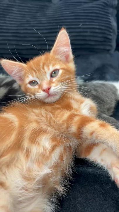 Enlarge Conan O'Brien, a ADOPTABLE American Shorthair in Santa Monica, CA video 2/6