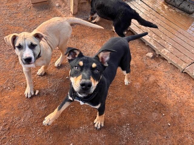 Luna, Adoptable, Young Female Mixed Breed.