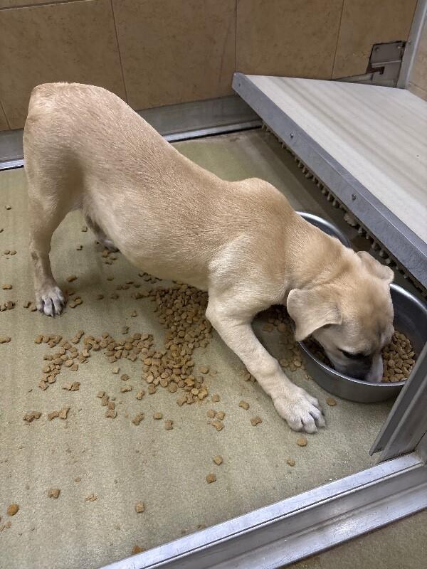 Enlarge Luna, a Adoptable Mixed Breed in Hobbs, NM image 1/5