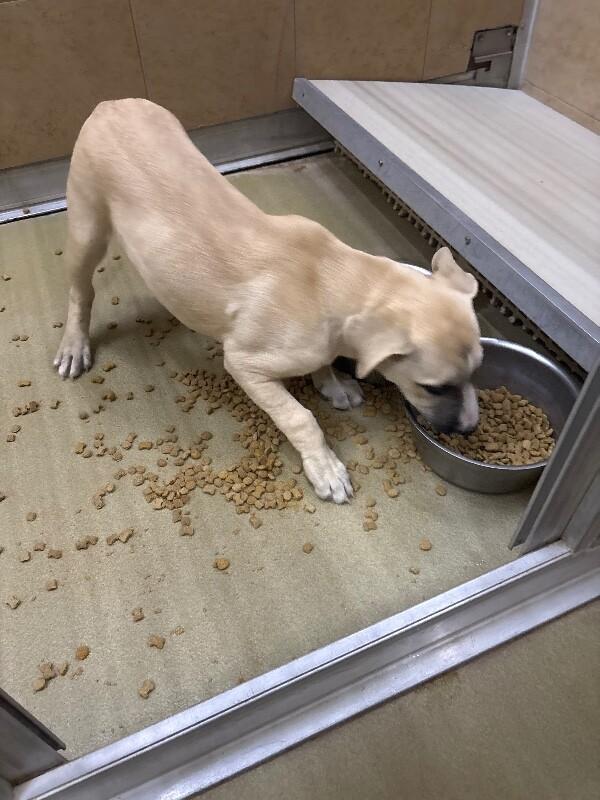 Enlarge Luna, a Adoptable Mixed Breed in Hobbs, NM image 2/5