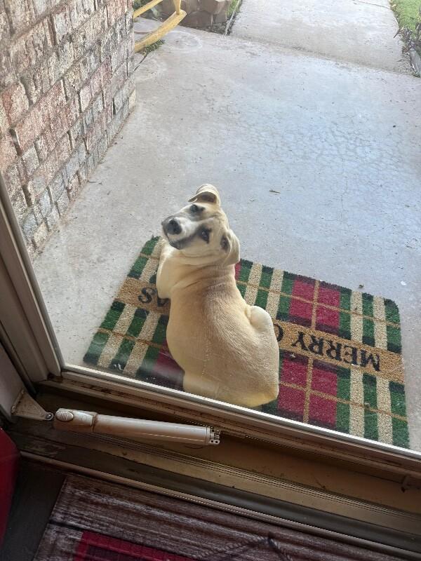 Enlarge Luna, a Adoptable Mixed Breed in Hobbs, NM image 3/5