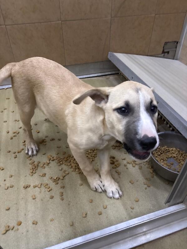 Enlarge Luna, a Adoptable Mixed Breed in Hobbs, NM image 4/5