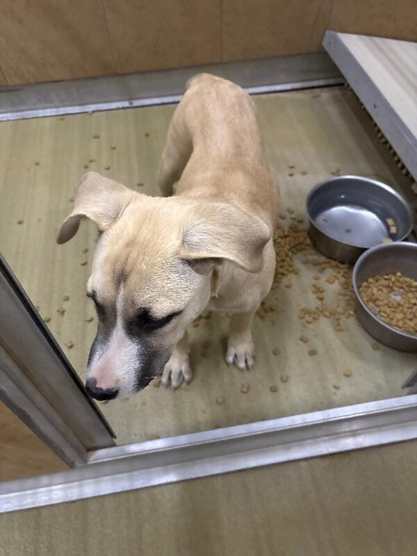 Enlarge Luna, a Adoptable Mixed Breed in Hobbs, NM image 5/5