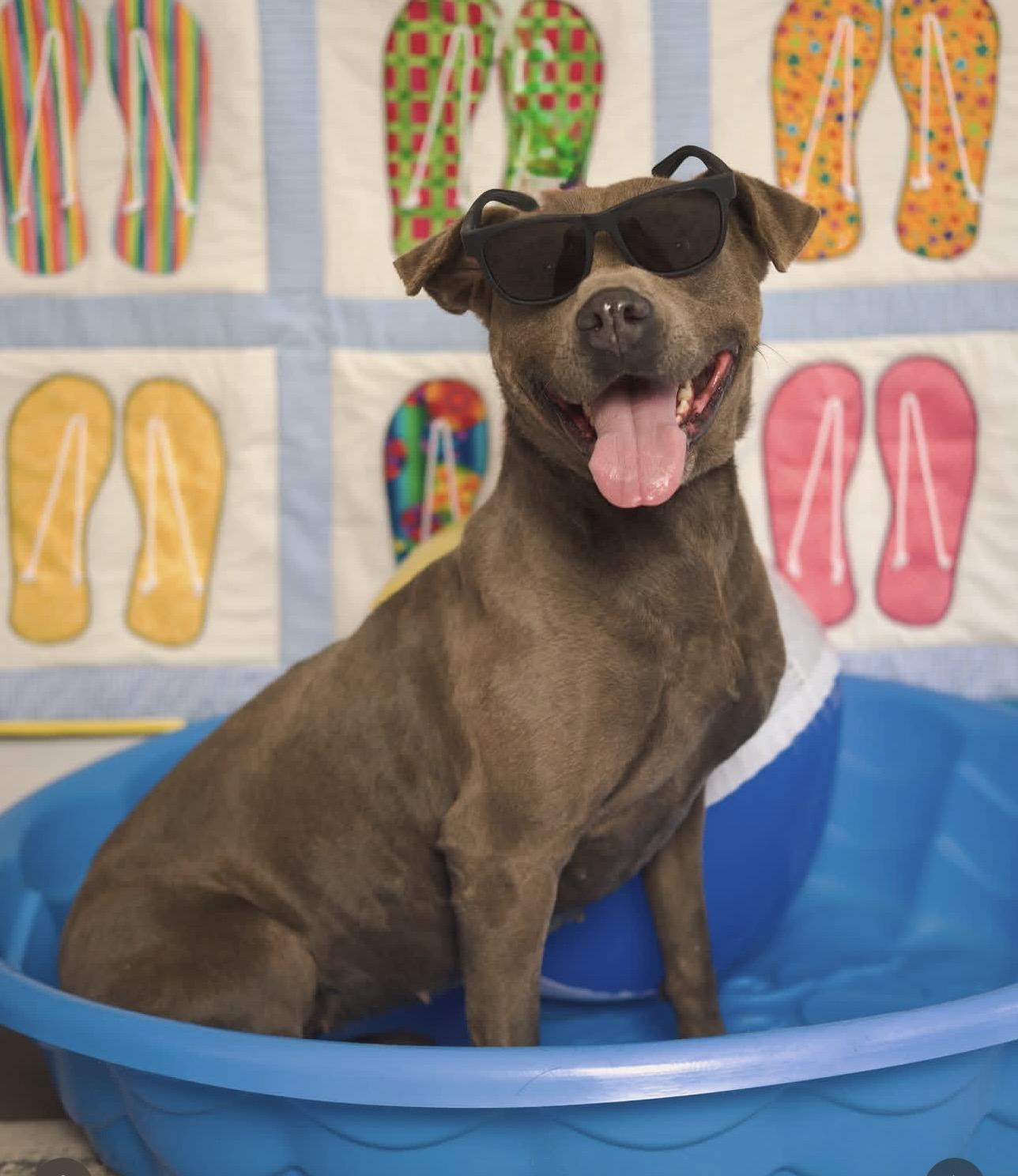 Enlarge Ellie, a Adoptable Pit Bull Terrier in Lubbock, TX image 3/3