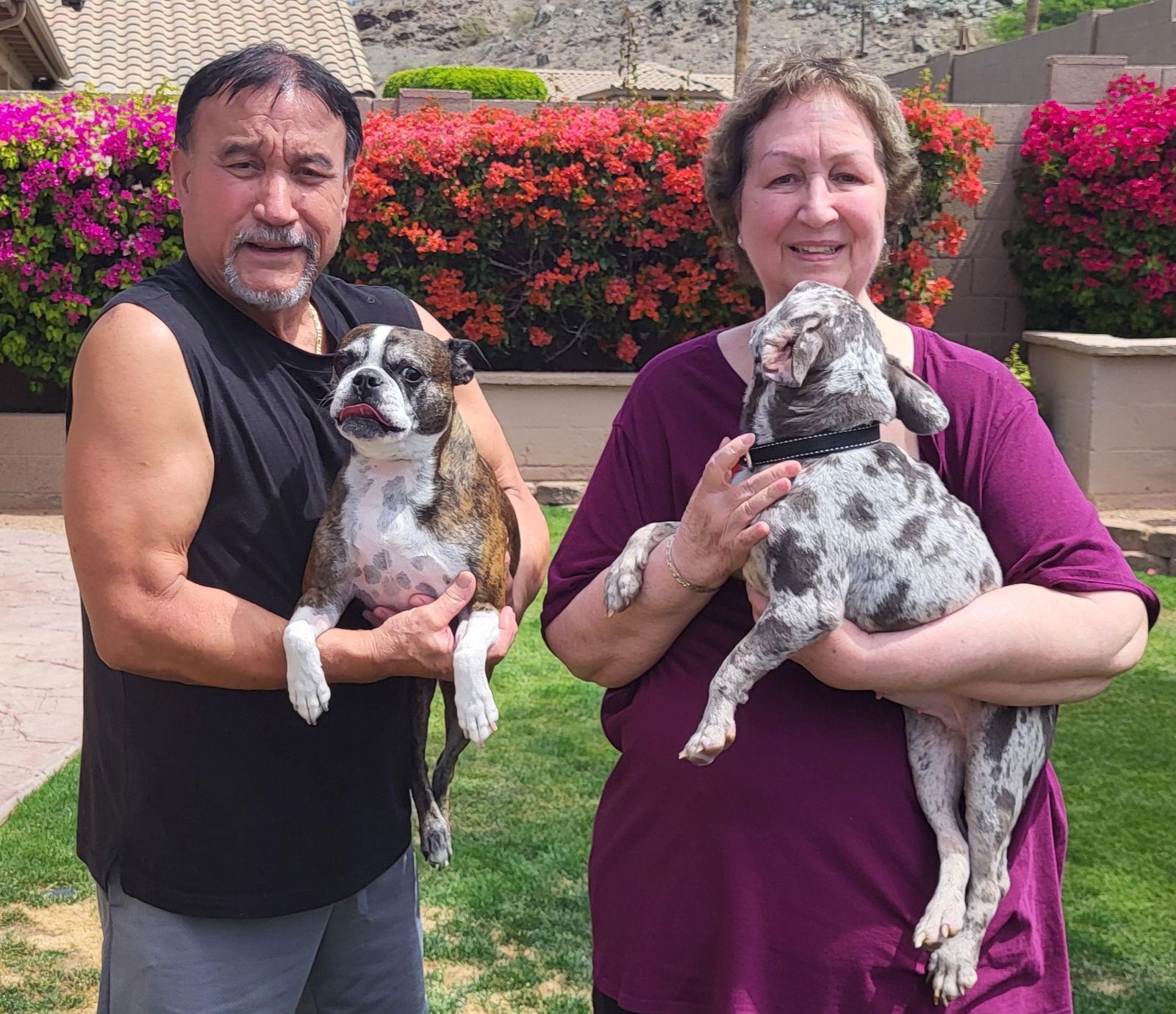 Enlarge Emme, a Adopted French Bulldog in Scottsdale, AZ image 1/2