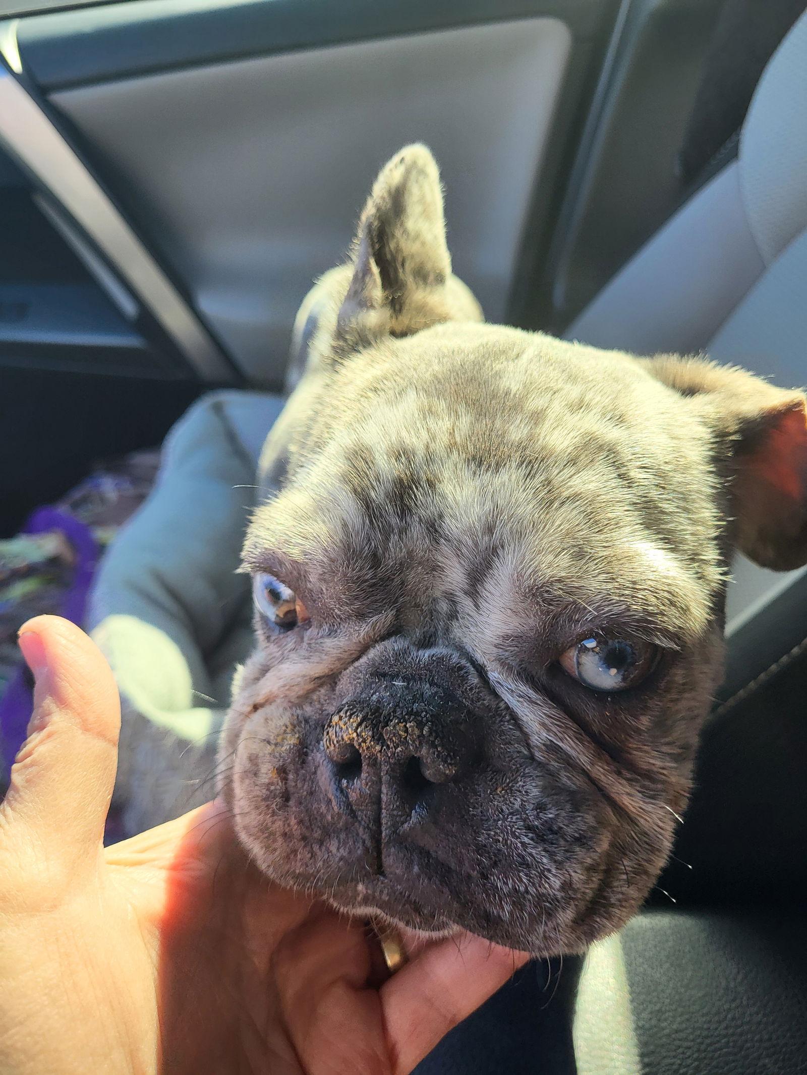 Enlarge Emme, a Adopted French Bulldog in Scottsdale, AZ image 2/2