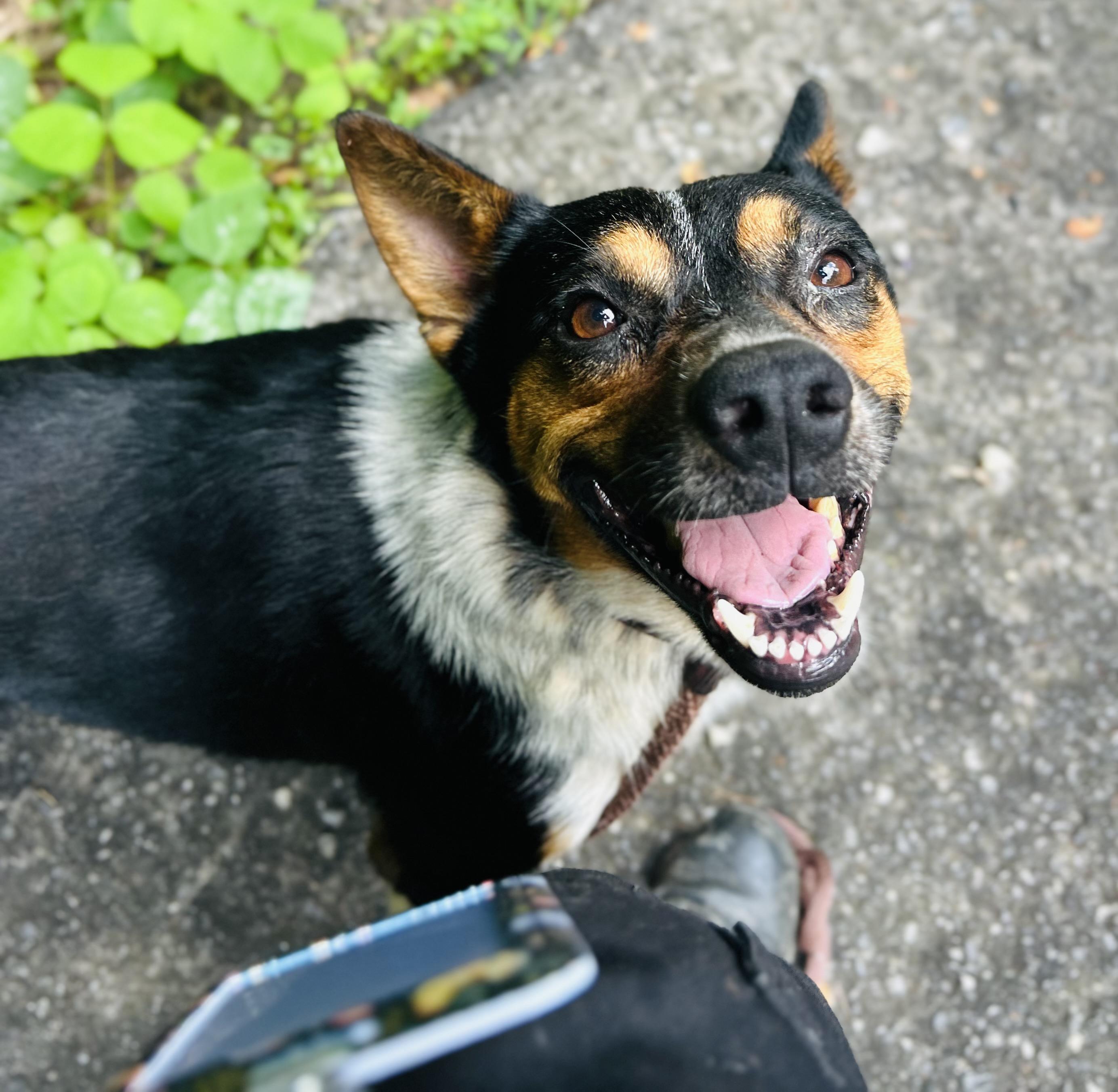 Enlarge Weston, a ADOPTABLE mixed breed in Cedarburg, WI image 5/5