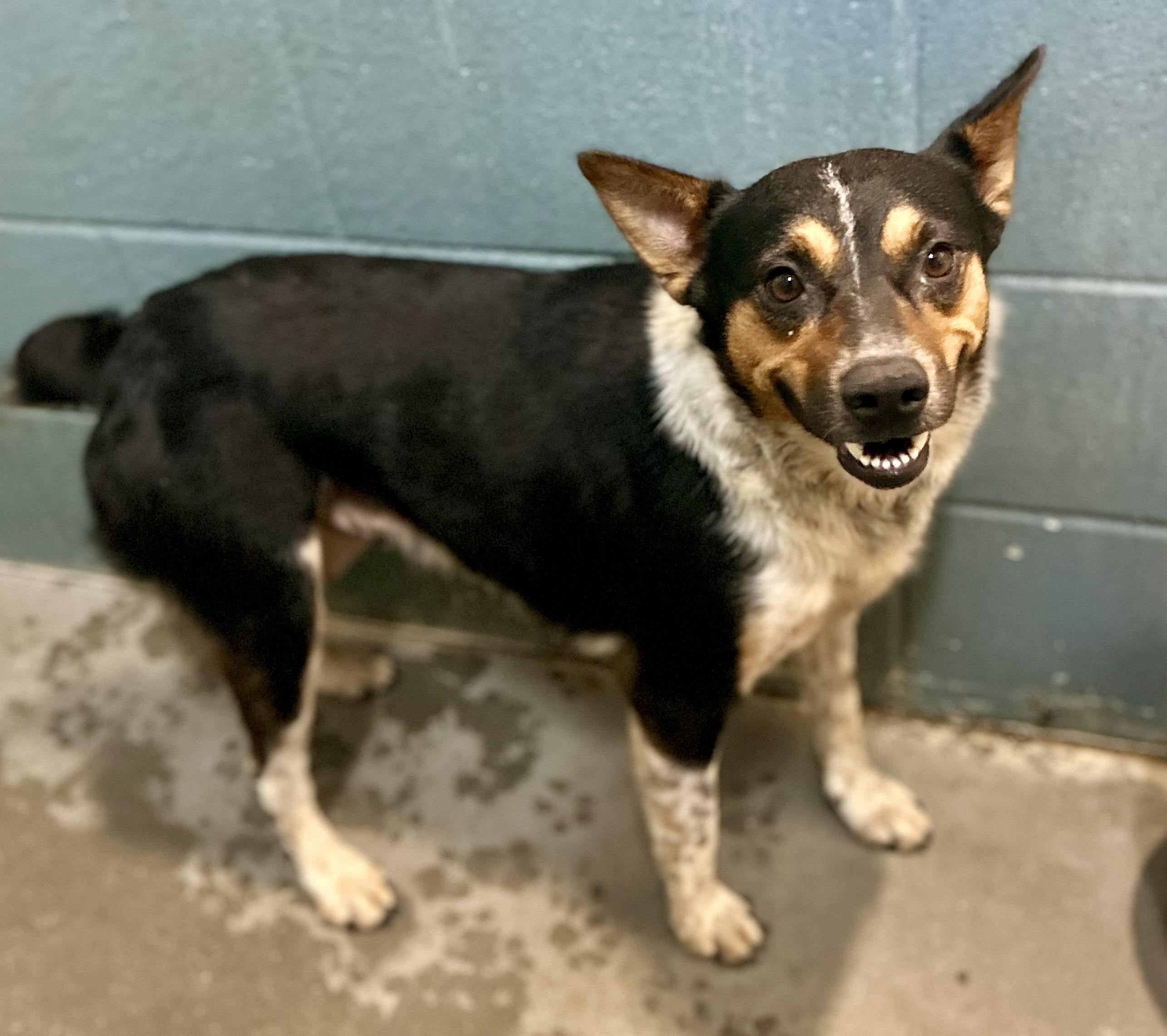 Enlarge Weston, a ADOPTABLE mixed breed in Cedarburg, WI image 3/5