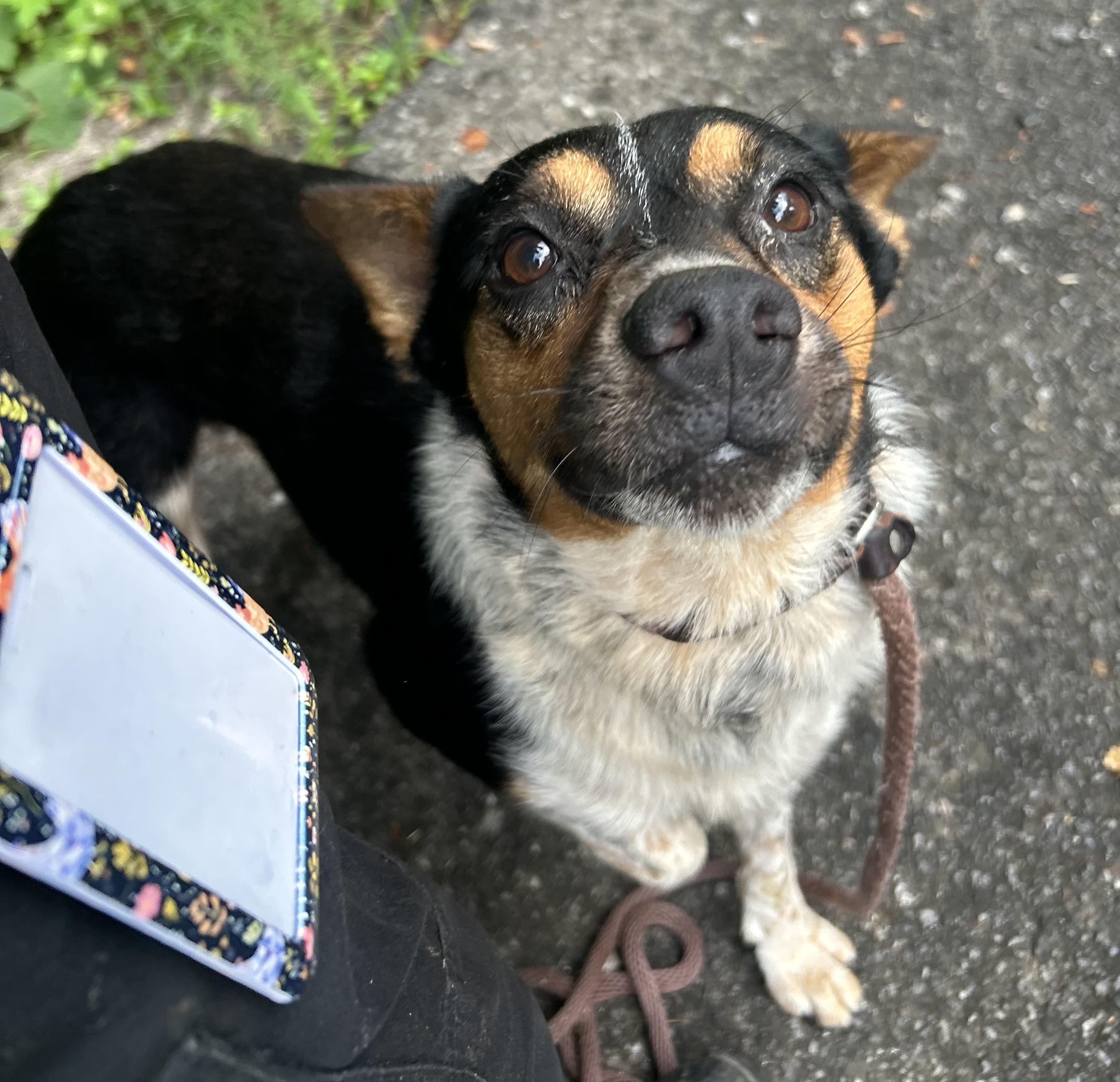 Enlarge Weston, a ADOPTABLE mixed breed in Cedarburg, WI image 4/5