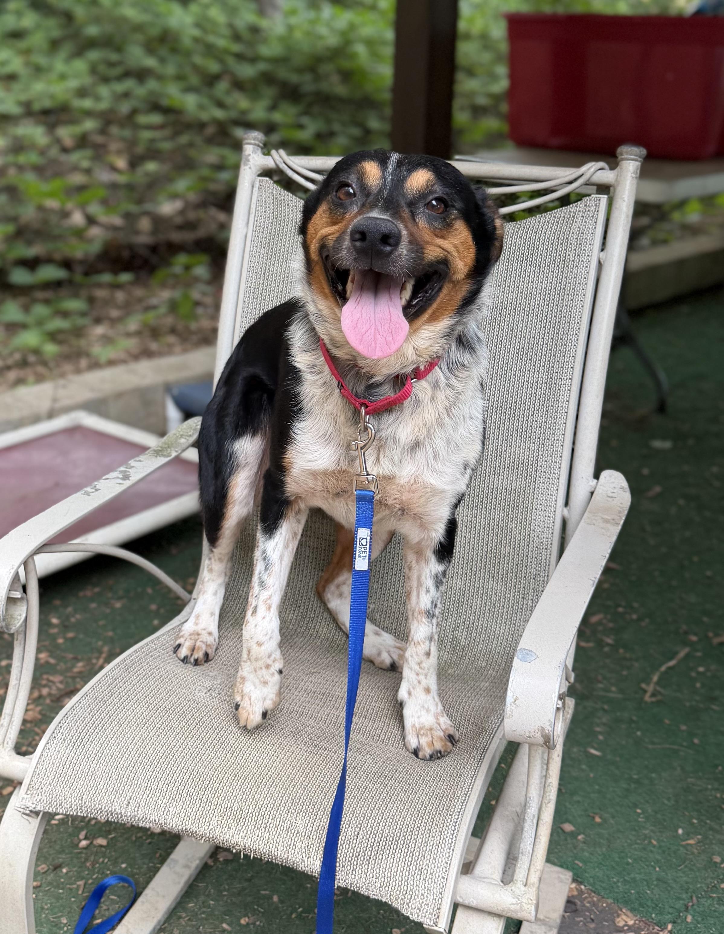Weston, ADOPTABLE, Adult Male Australian Shepherd & Australian Cattle Dog / Blue Heeler.