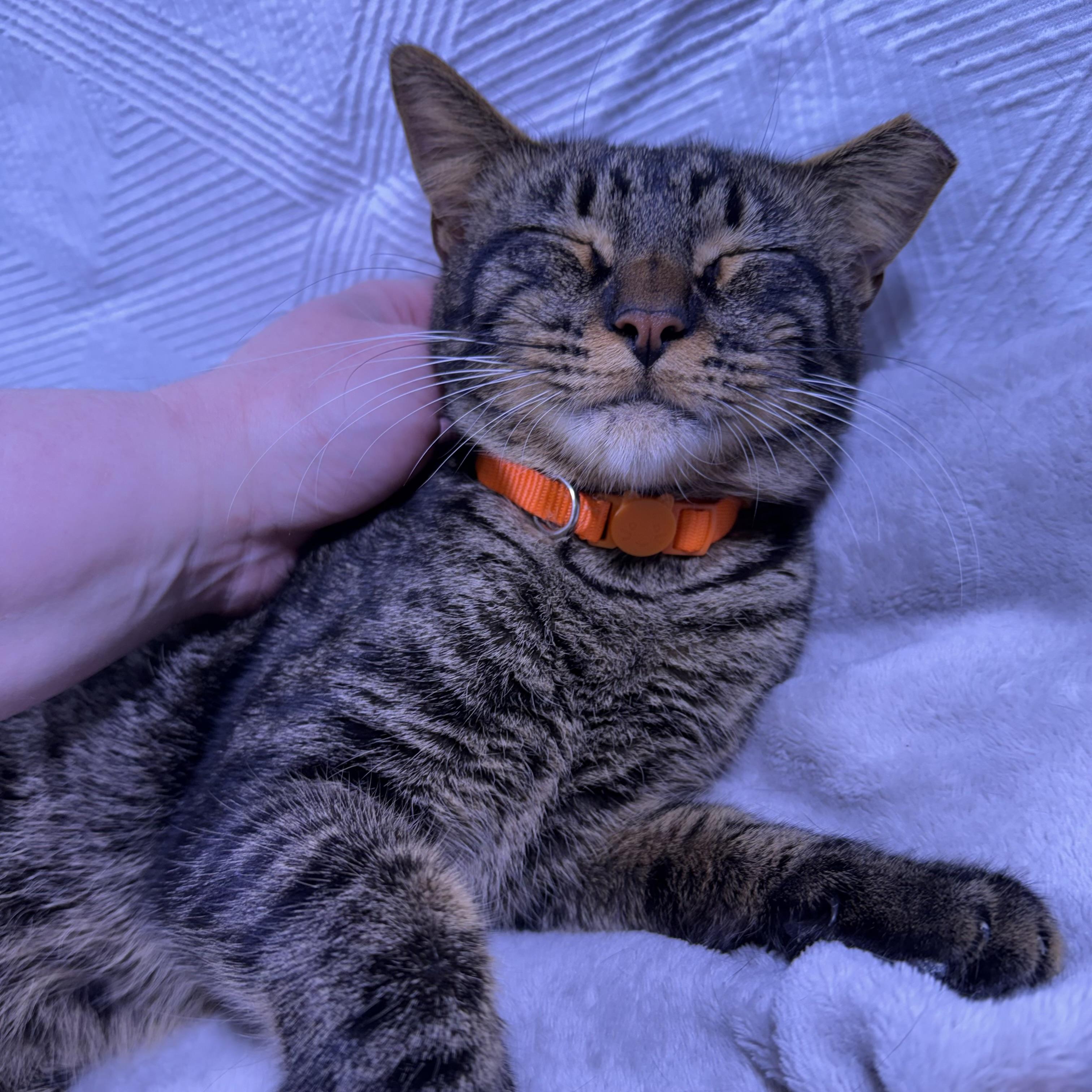 Enlarge Cooper, an adopted American Shorthair in Milton, FL image 2/6