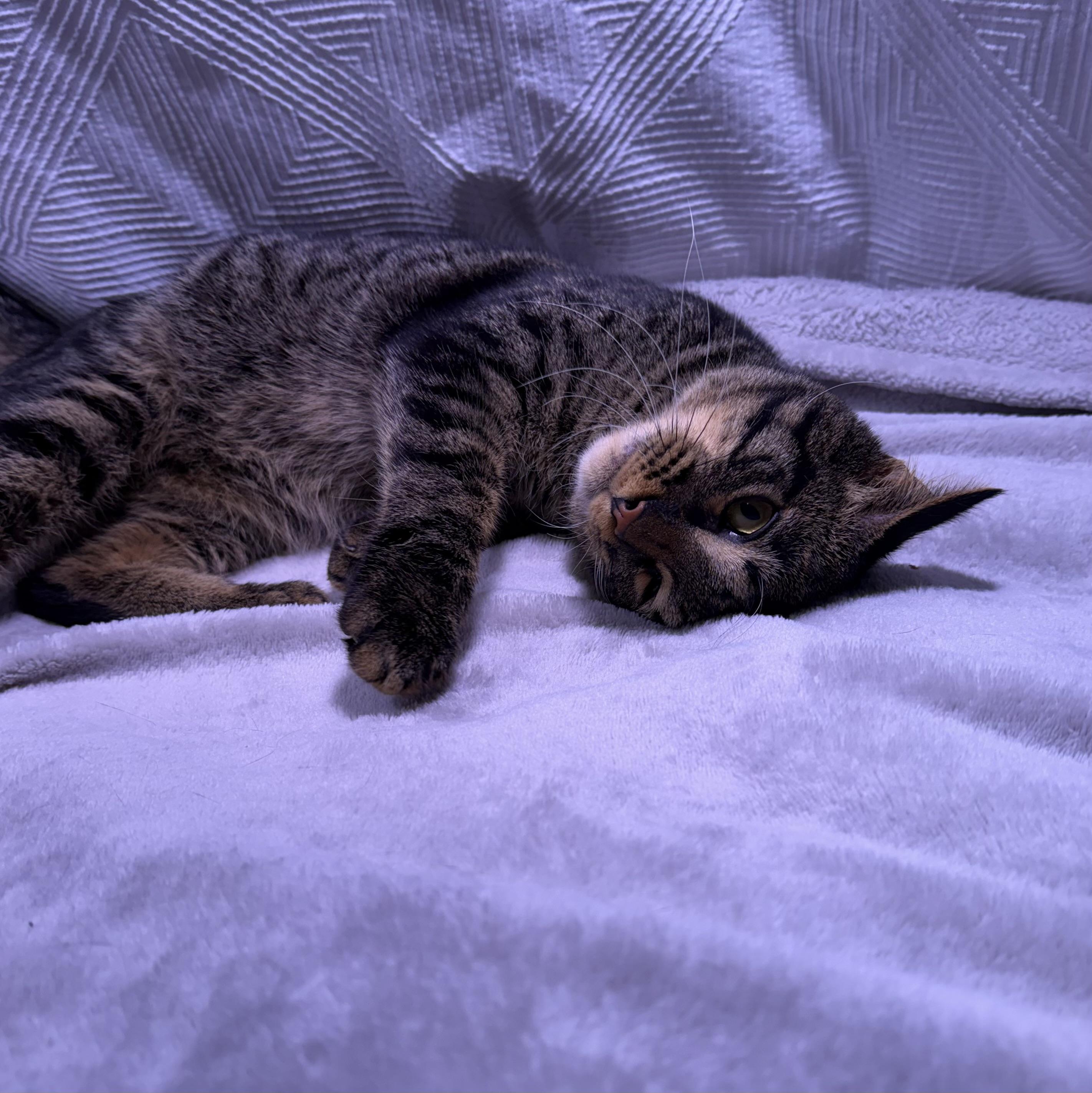 Enlarge Cooper, an adopted American Shorthair in Milton, FL image 6/6