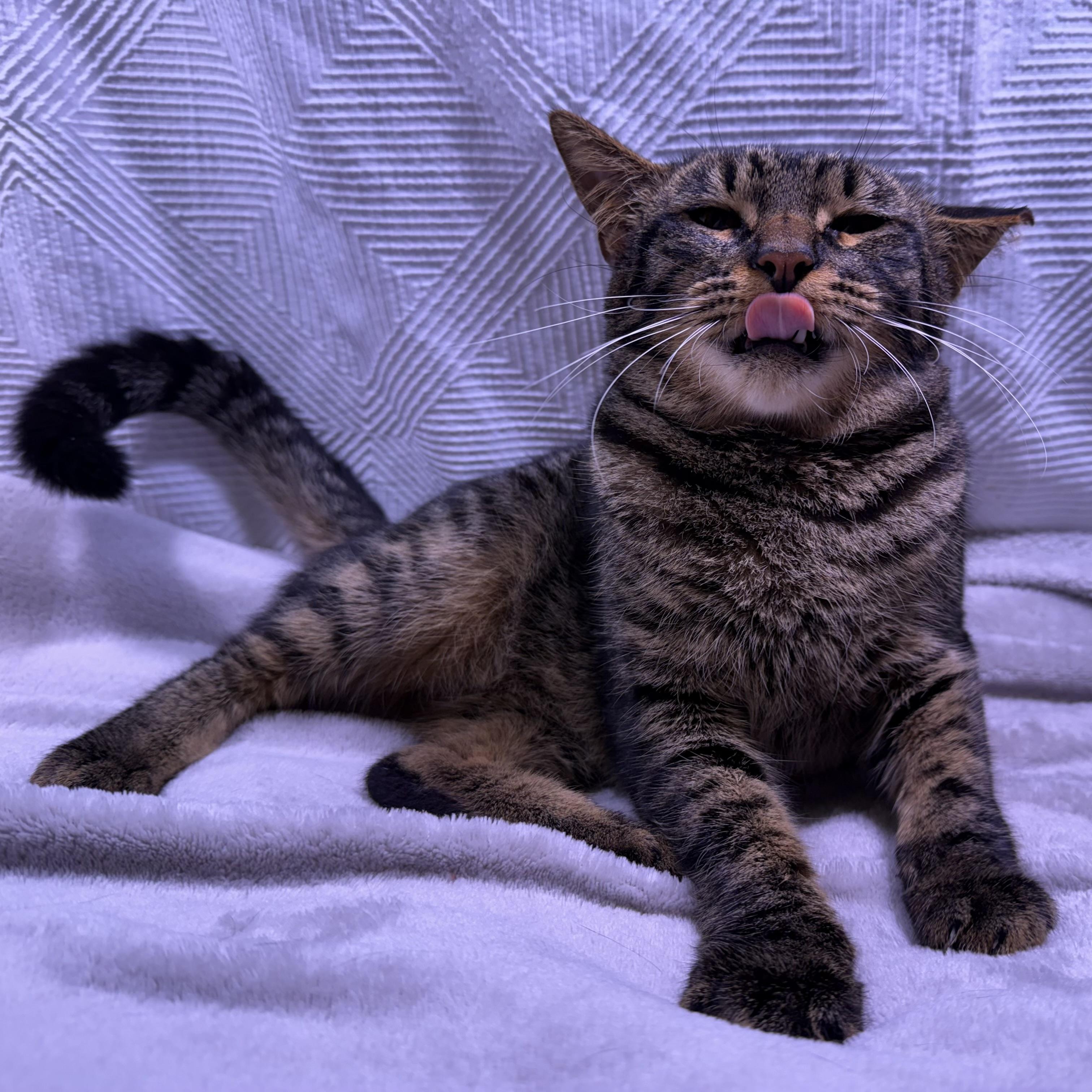 Enlarge Cooper, an adopted American Shorthair in Milton, FL image 5/6