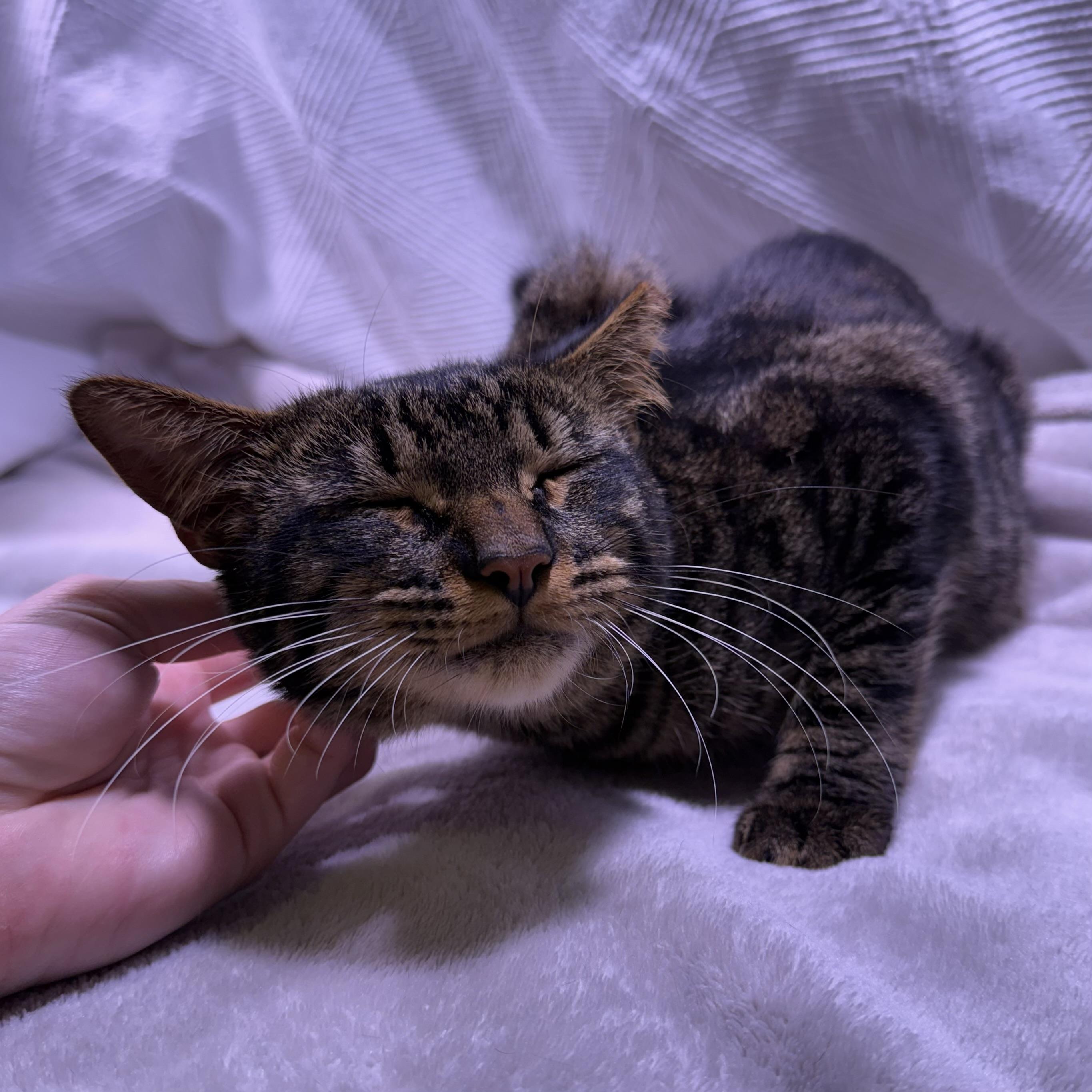 Enlarge Cooper, an adopted American Shorthair in Milton, FL image 4/6