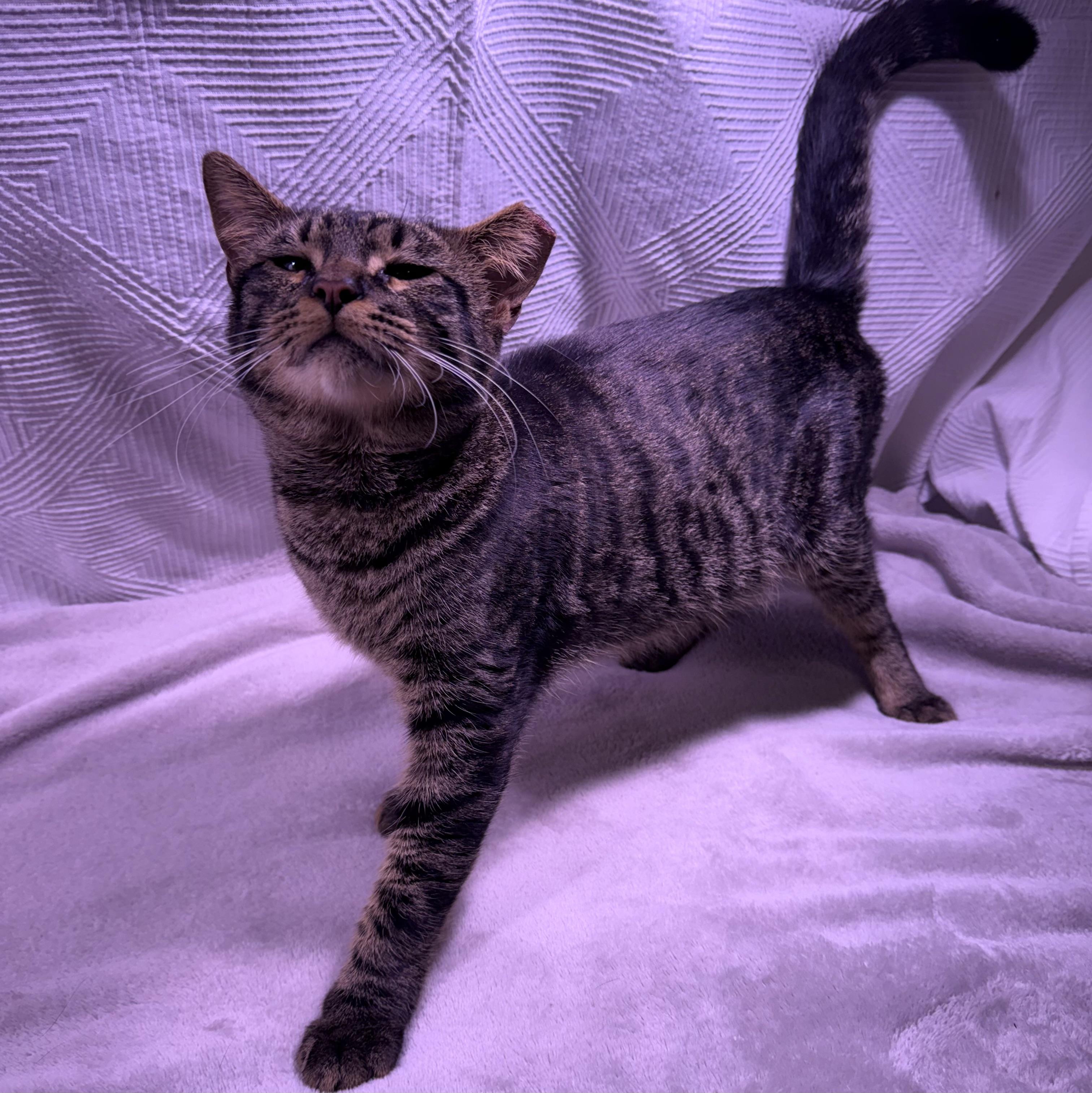 Enlarge Cooper, an adopted American Shorthair in Milton, FL image 1/6