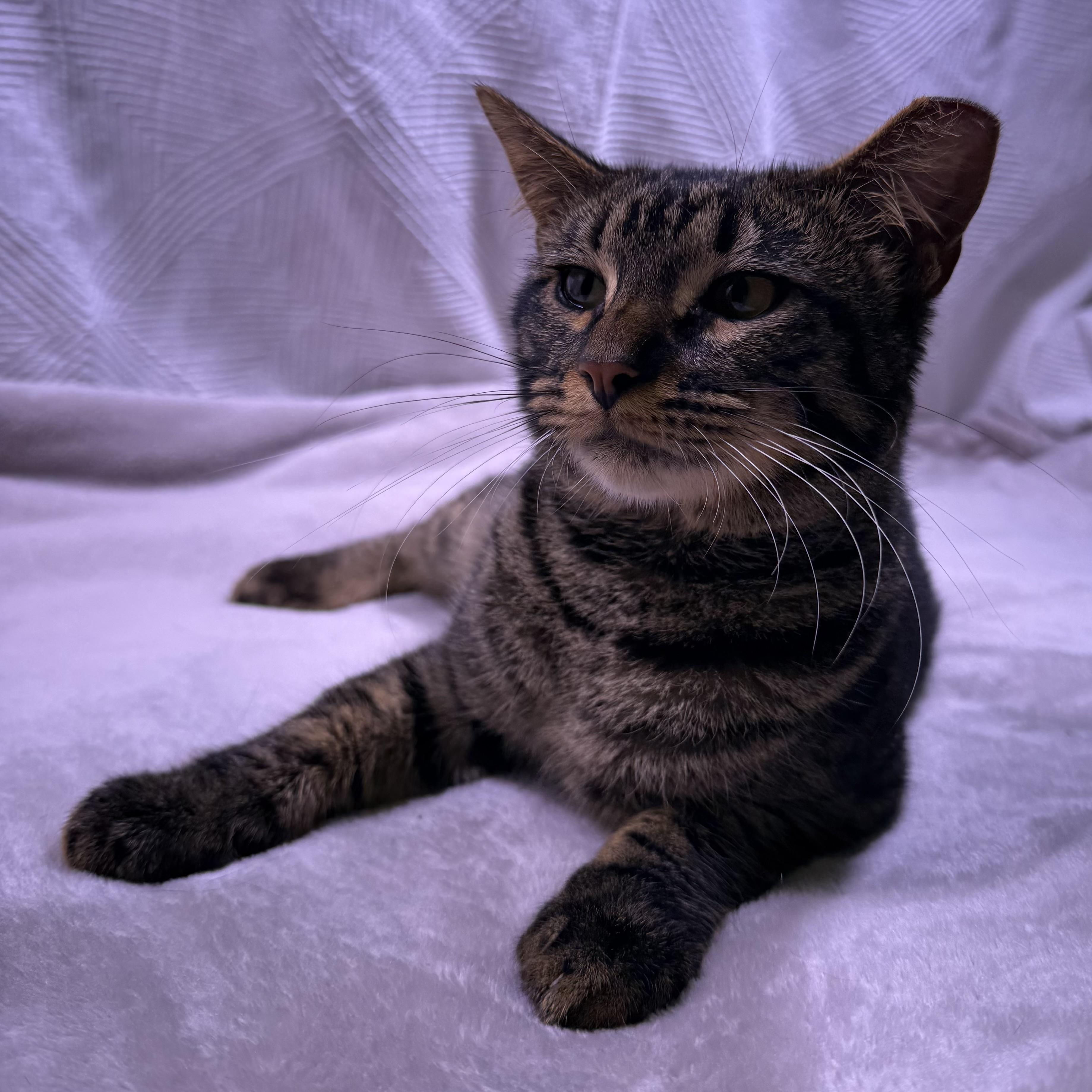 Enlarge Cooper, an adopted American Shorthair in Milton, FL image 3/6
