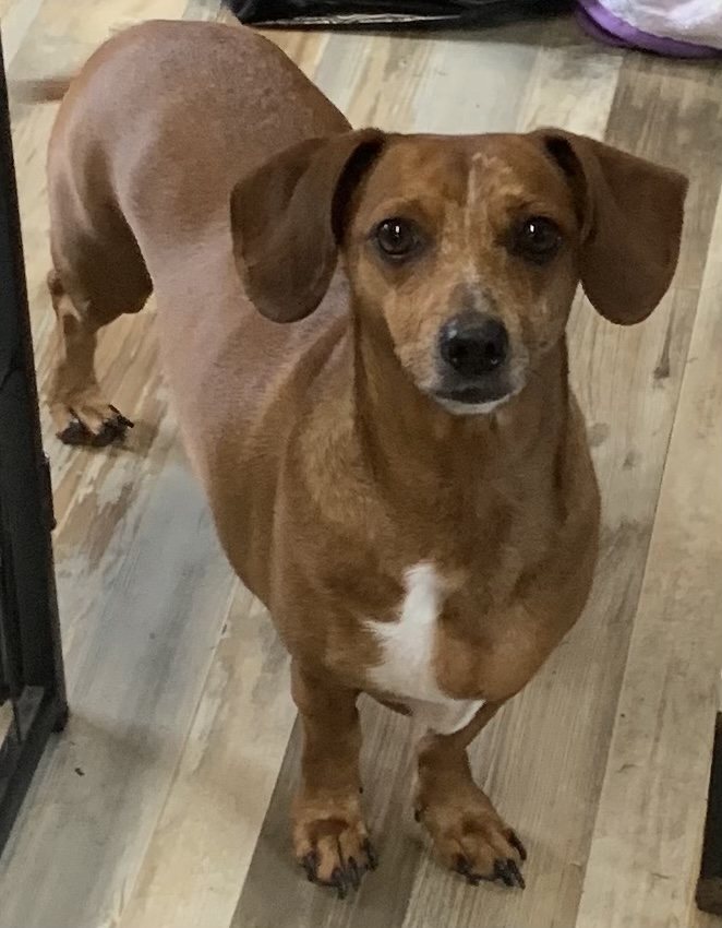 Enlarge Frank, a Adoptable Dachshund in Royse City, TX image 1/1