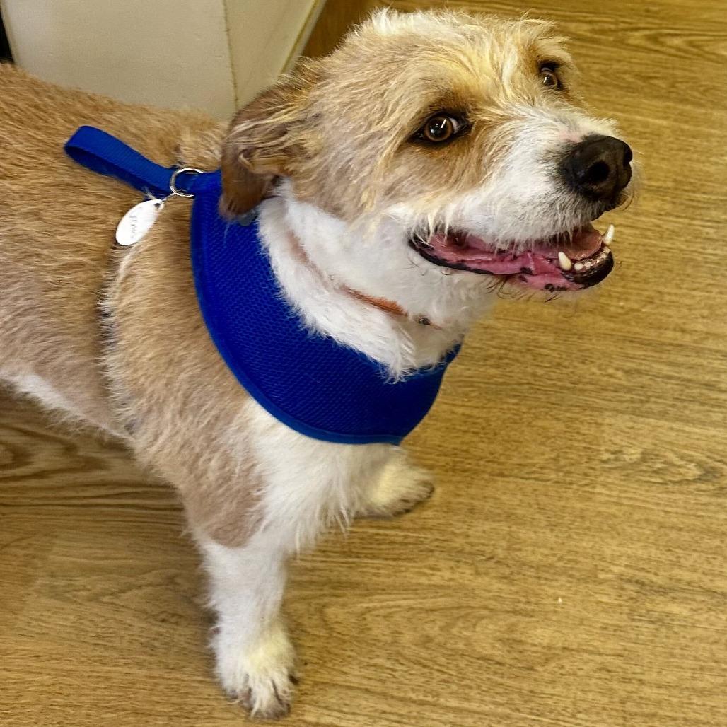Orchard 14156, a Adoptable Terrier in San Francisco, CA image 1/6