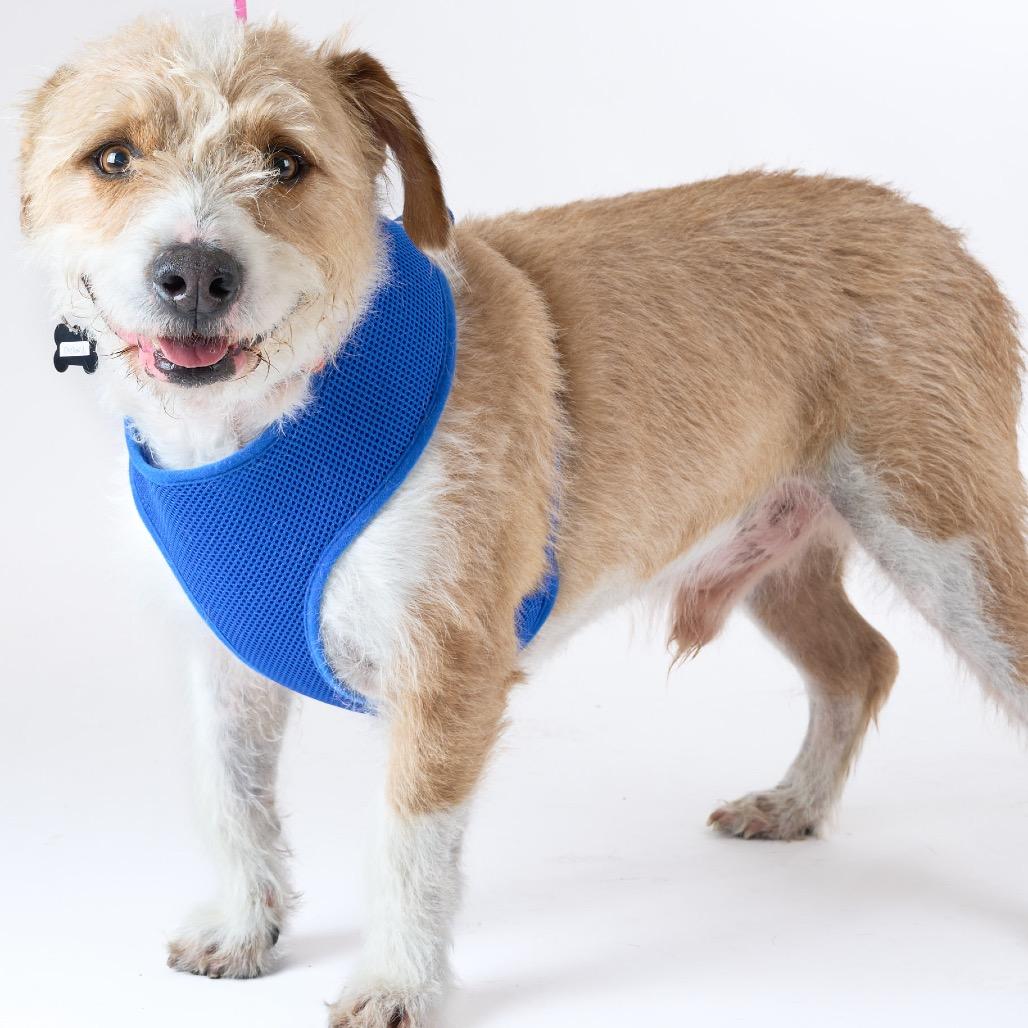 Orchard 14156, a Adoptable Terrier in San Francisco, CA image 2/6