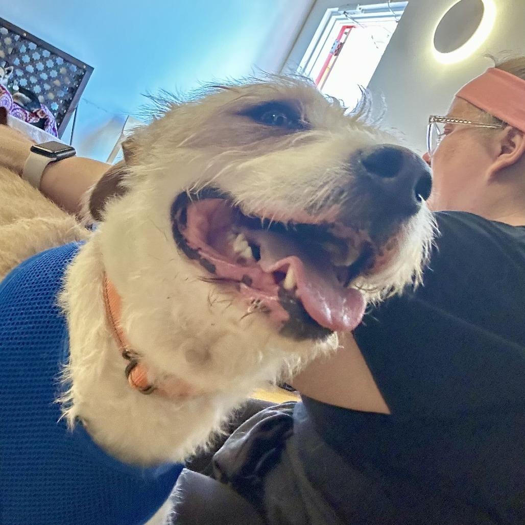 Orchard 14156, a Adoptable Terrier in San Francisco, CA image 3/6