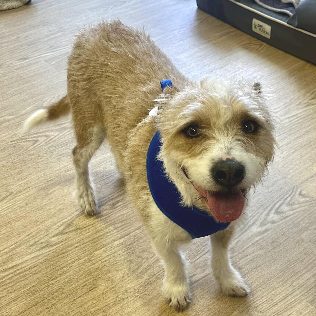 Orchard 14156, a Adoptable Terrier in San Francisco, CA image 4/6