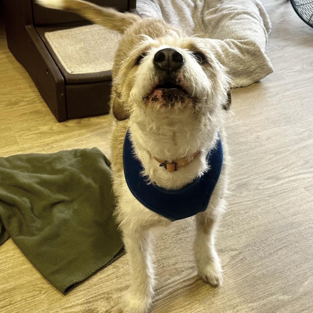 Orchard 14156, a Adoptable Terrier in San Francisco, CA image 5/6