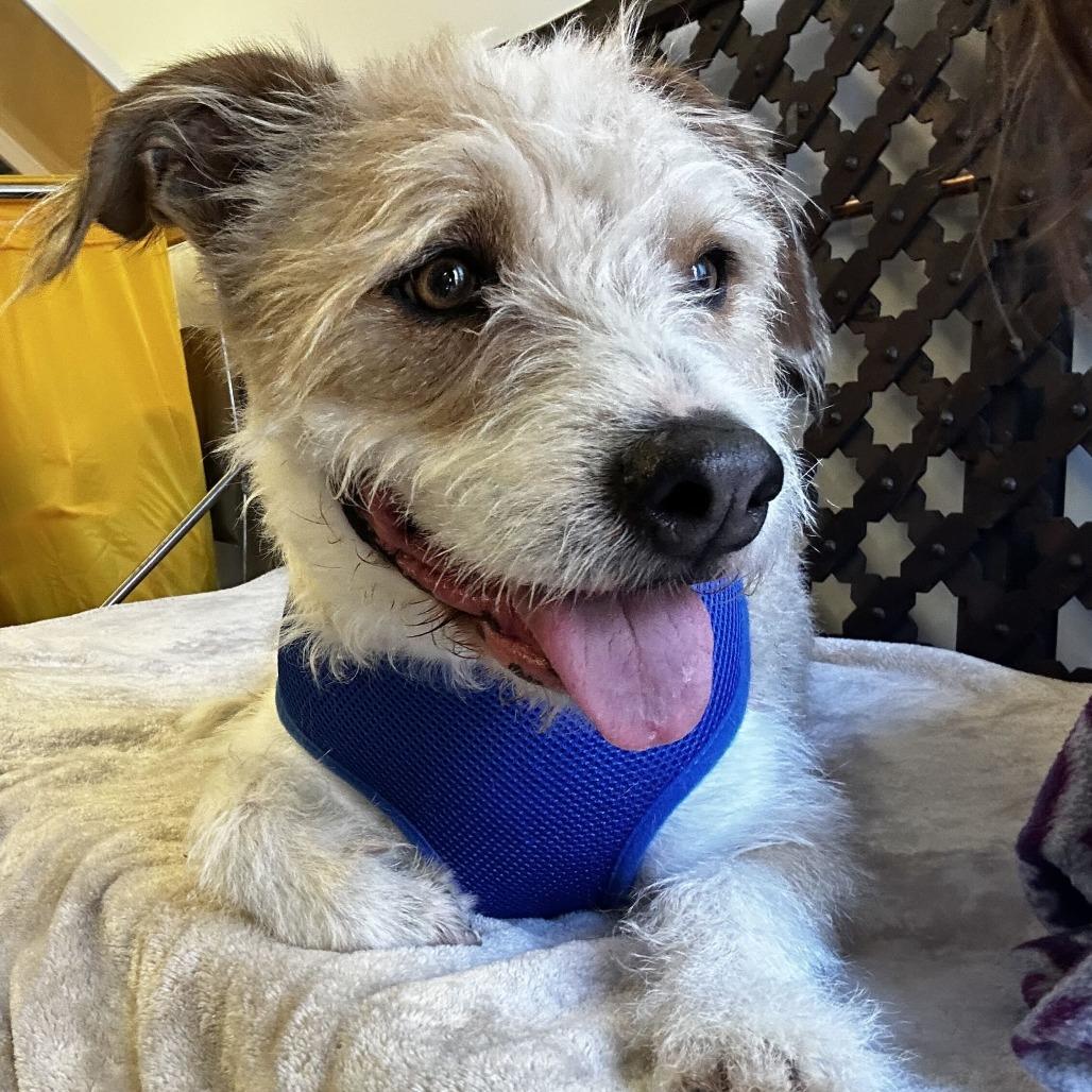 Orchard 14156, a Adoptable Terrier in San Francisco, CA image 6/6