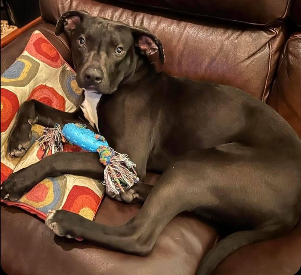 Dobby! , a ADOPTABLE mixed breed in Monterey, CA image 2/6