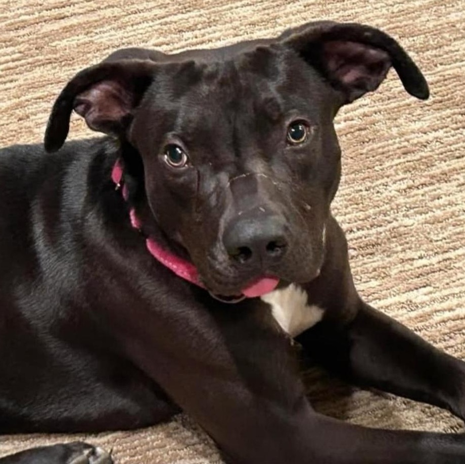 Dobby! , a ADOPTABLE mixed breed in Monterey, CA image 3/6