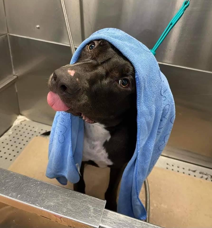 Dobby! , ADOPTABLE, Young Male Pit Bull Terrier & Black Labrador Retriever.