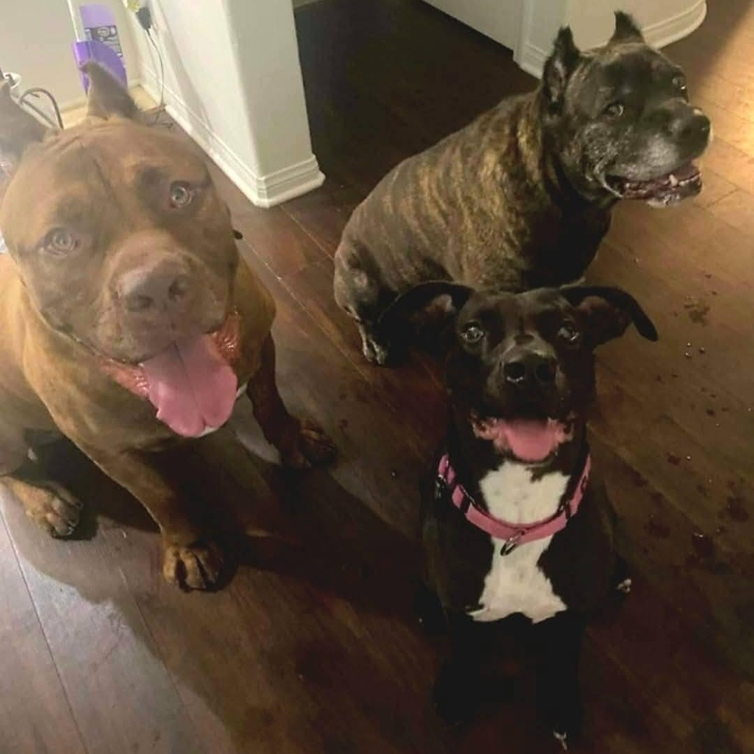 Dobby! , a ADOPTABLE mixed breed in Monterey, CA image 4/6