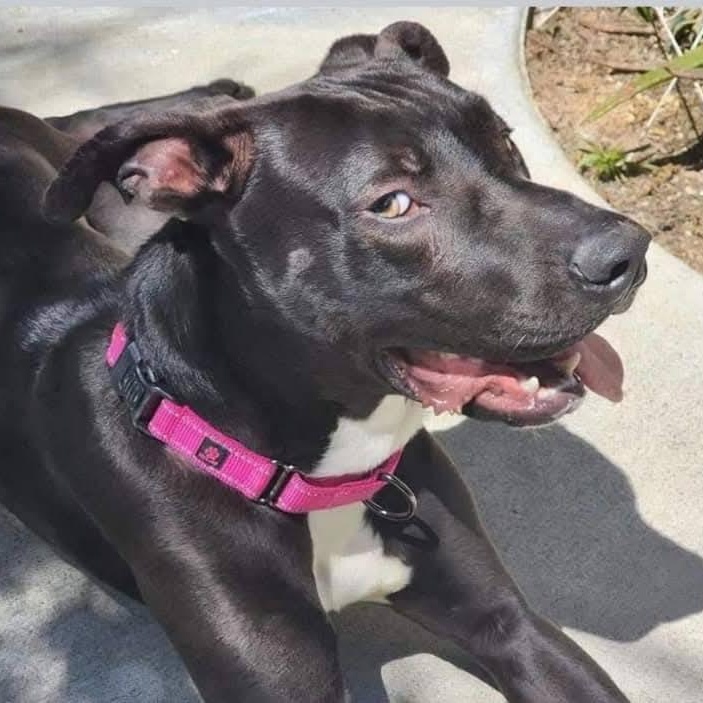 Dobby! , a ADOPTABLE mixed breed in Monterey, CA image 5/6