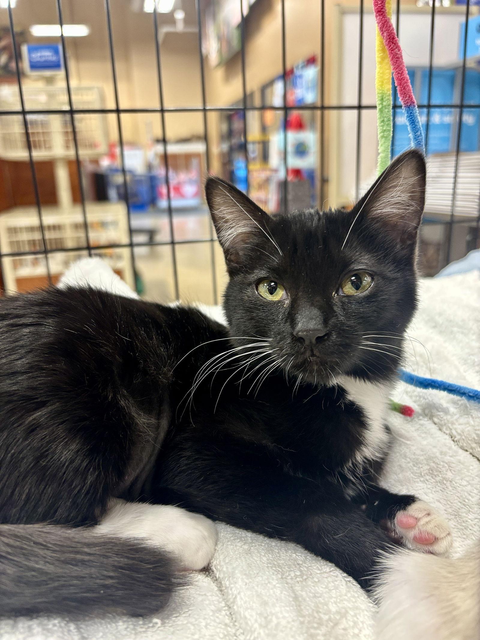 Ophelia, Adopted, Kitten Female Domestic Short Hair.