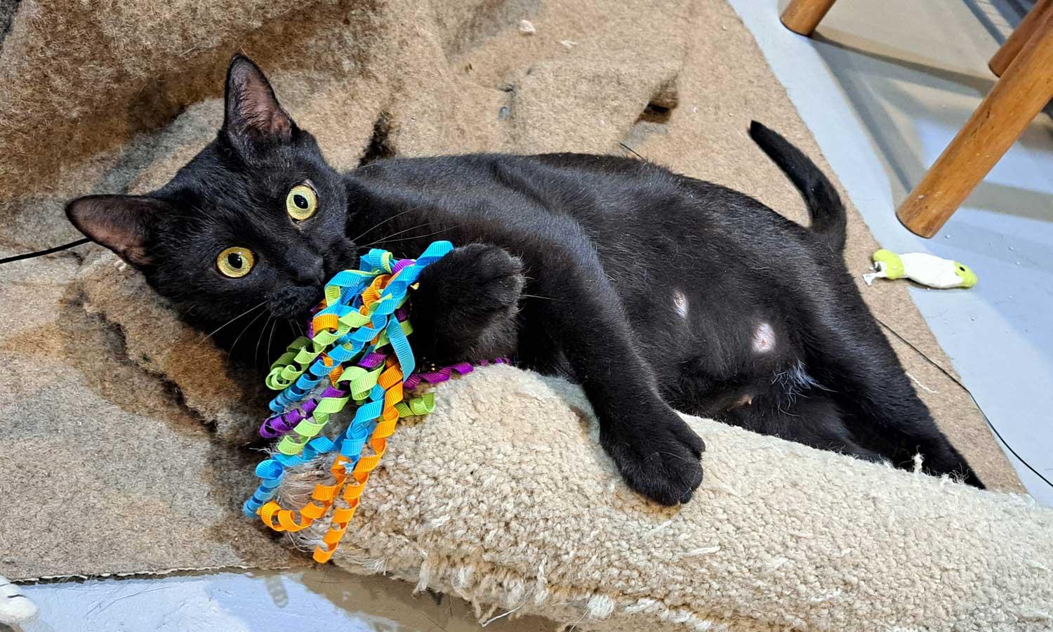 Enlarge Winnie, a Adoptable Domestic Short Hair in Amelia, OH image 1/3