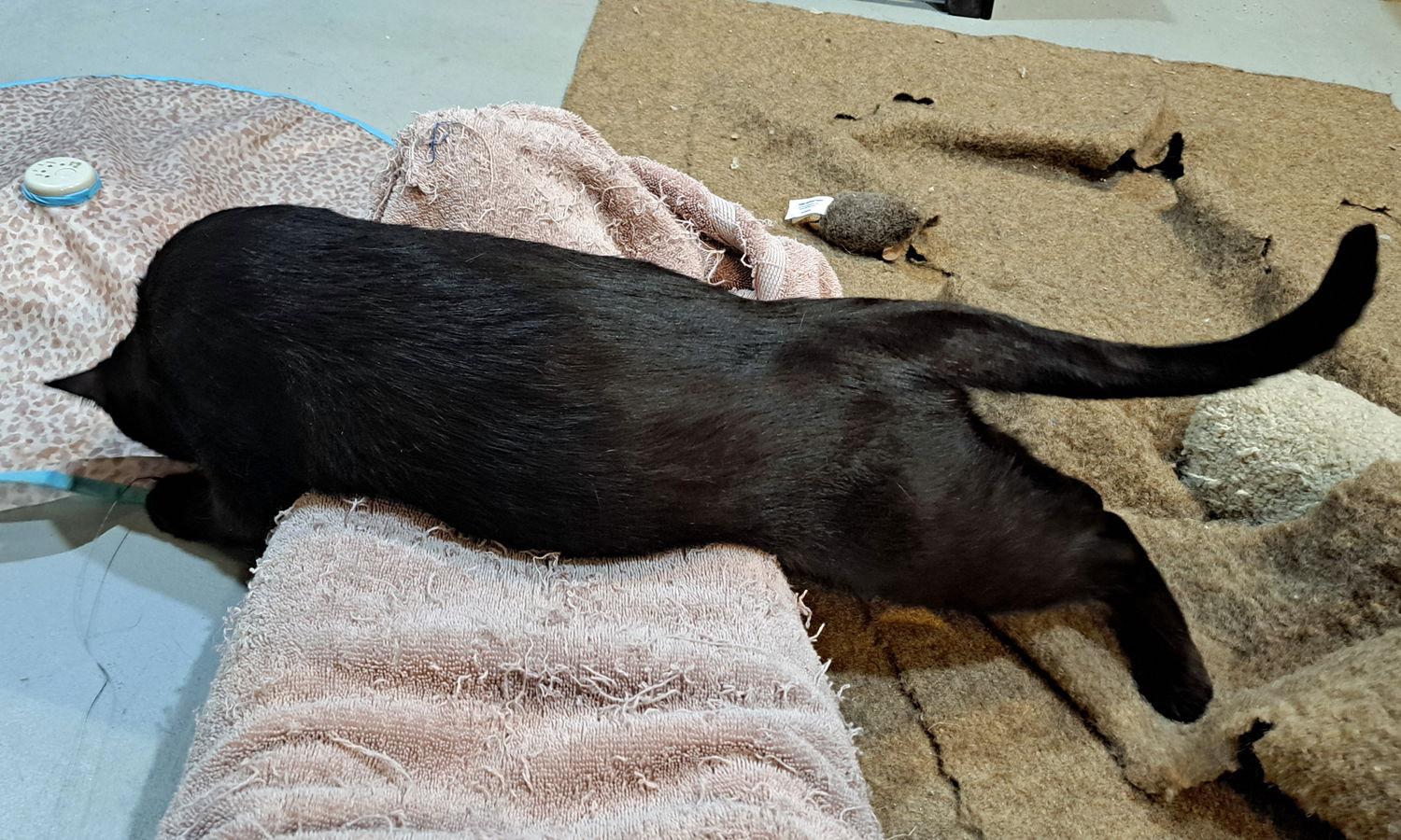 Enlarge Winnie, a Adoptable Domestic Short Hair in Amelia, OH image 3/3