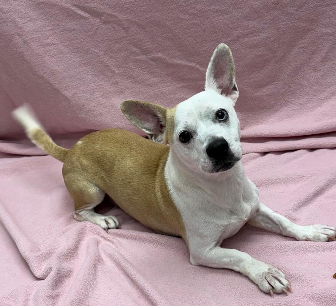 Guppy, Adoptable, Adult Female Dachshund & Jack Russell Terrier.