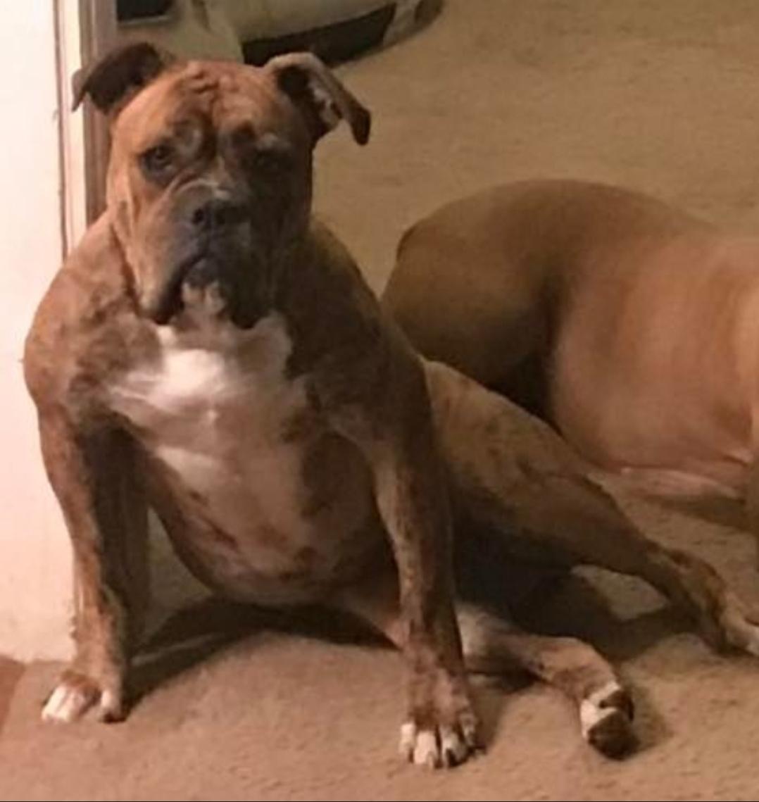 Stella & Peanut thumbnail 2