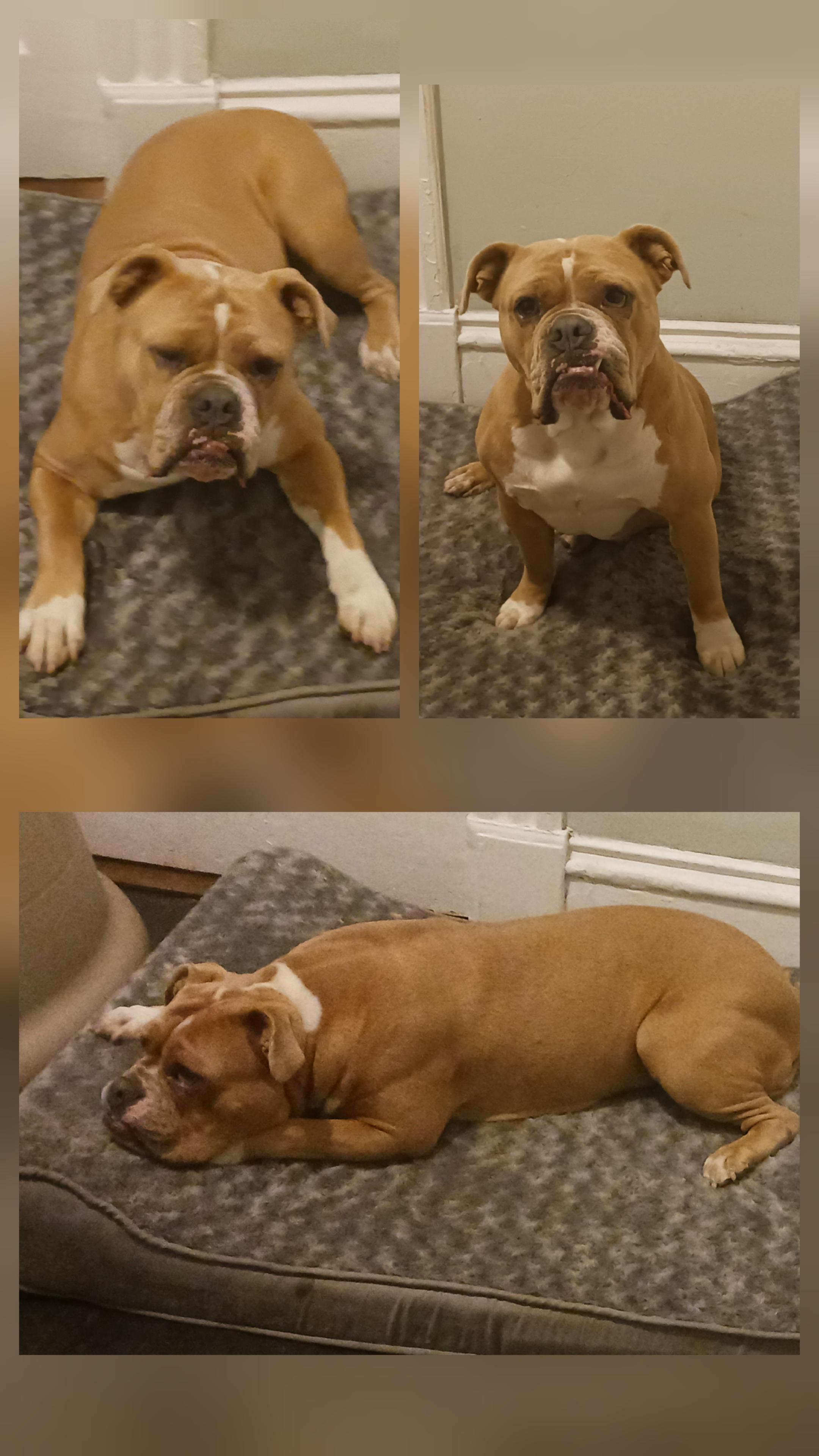 Enlarge STELLA & PEANUT, a Adoptable English Bulldog in Chicopee, MA image 1/4