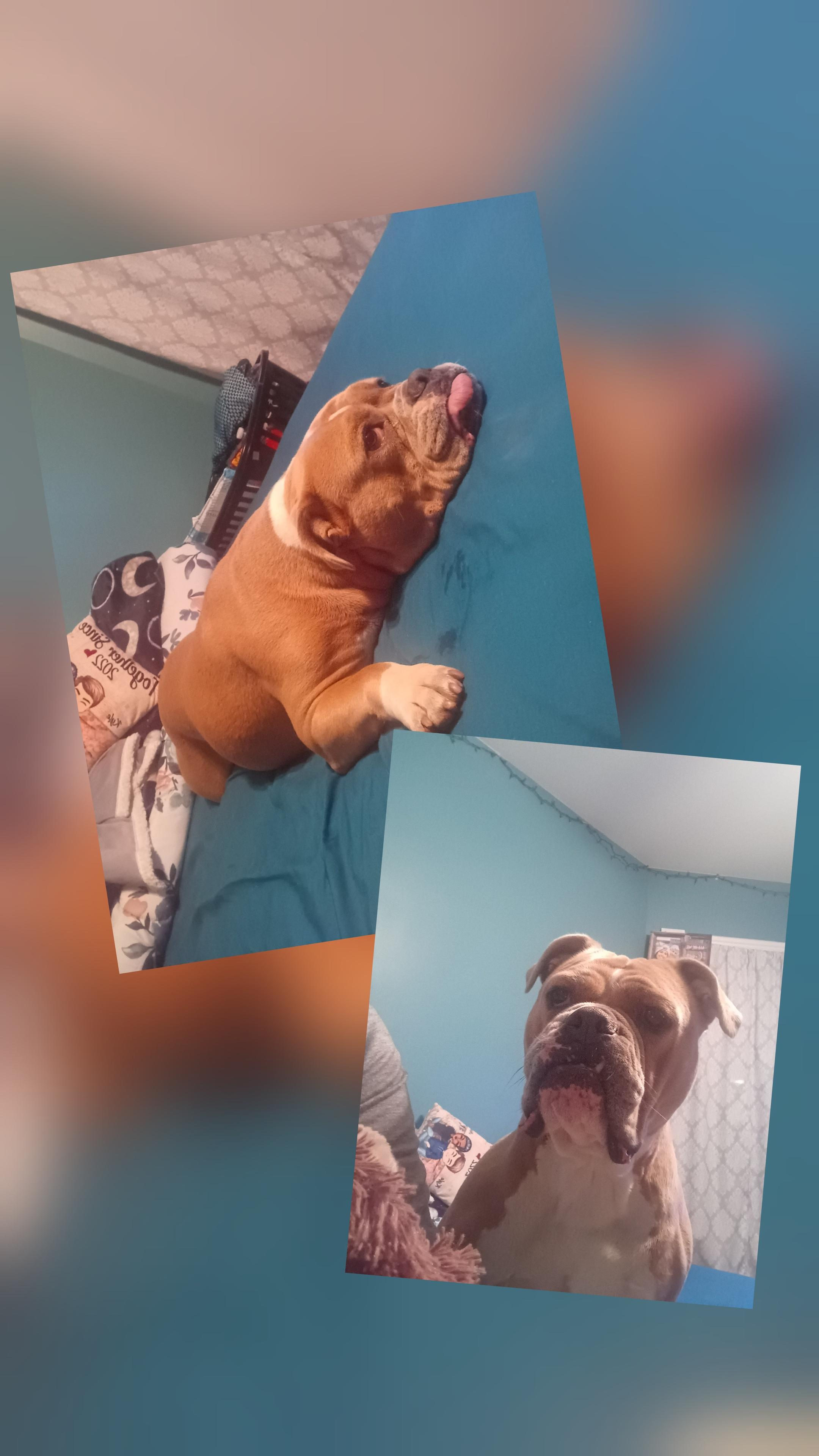 Enlarge STELLA & PEANUT, a Adoptable English Bulldog in Chicopee, MA image 2/4