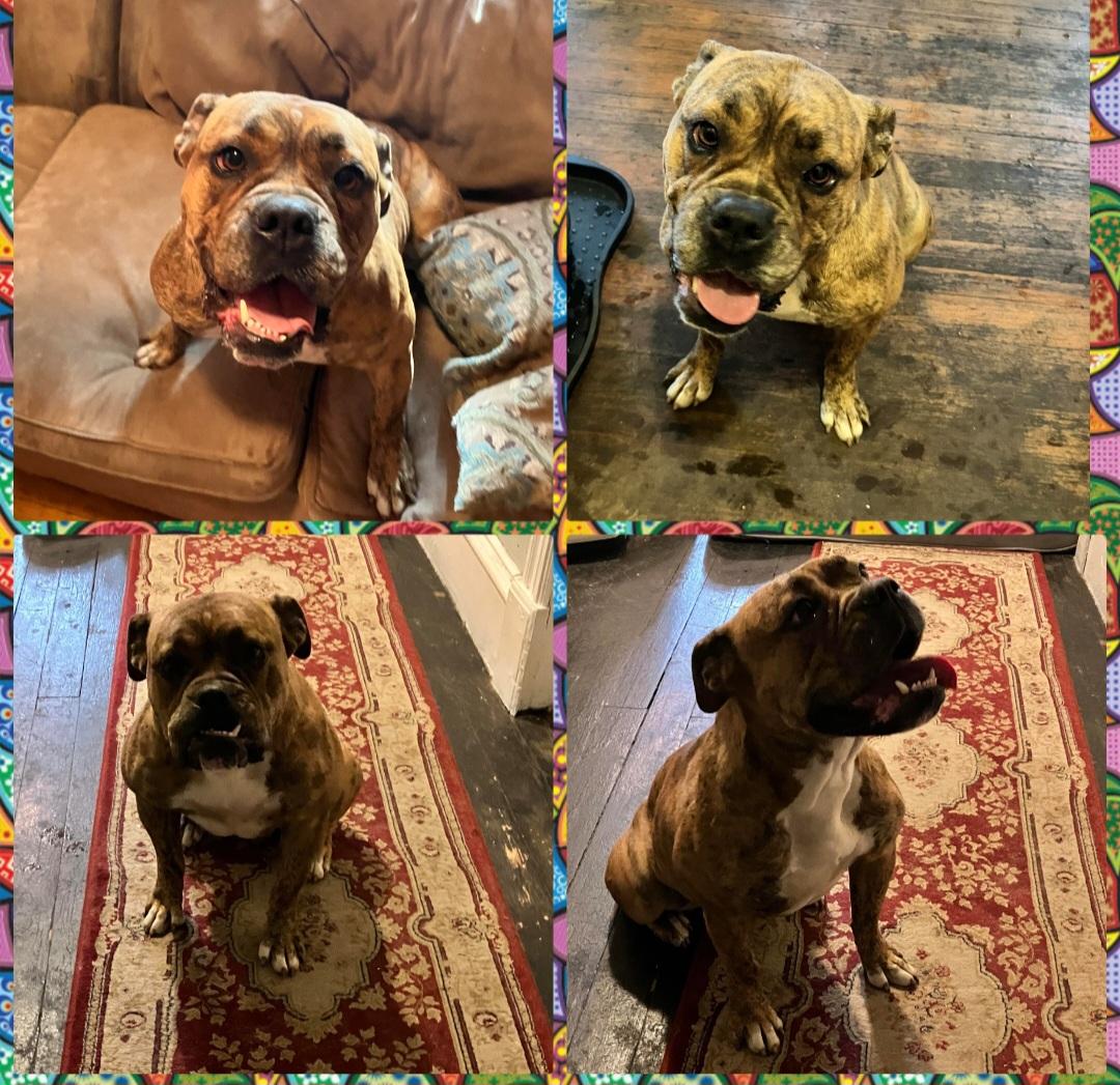 Enlarge STELLA & PEANUT, a Adoptable English Bulldog in Chicopee, MA image 4/4