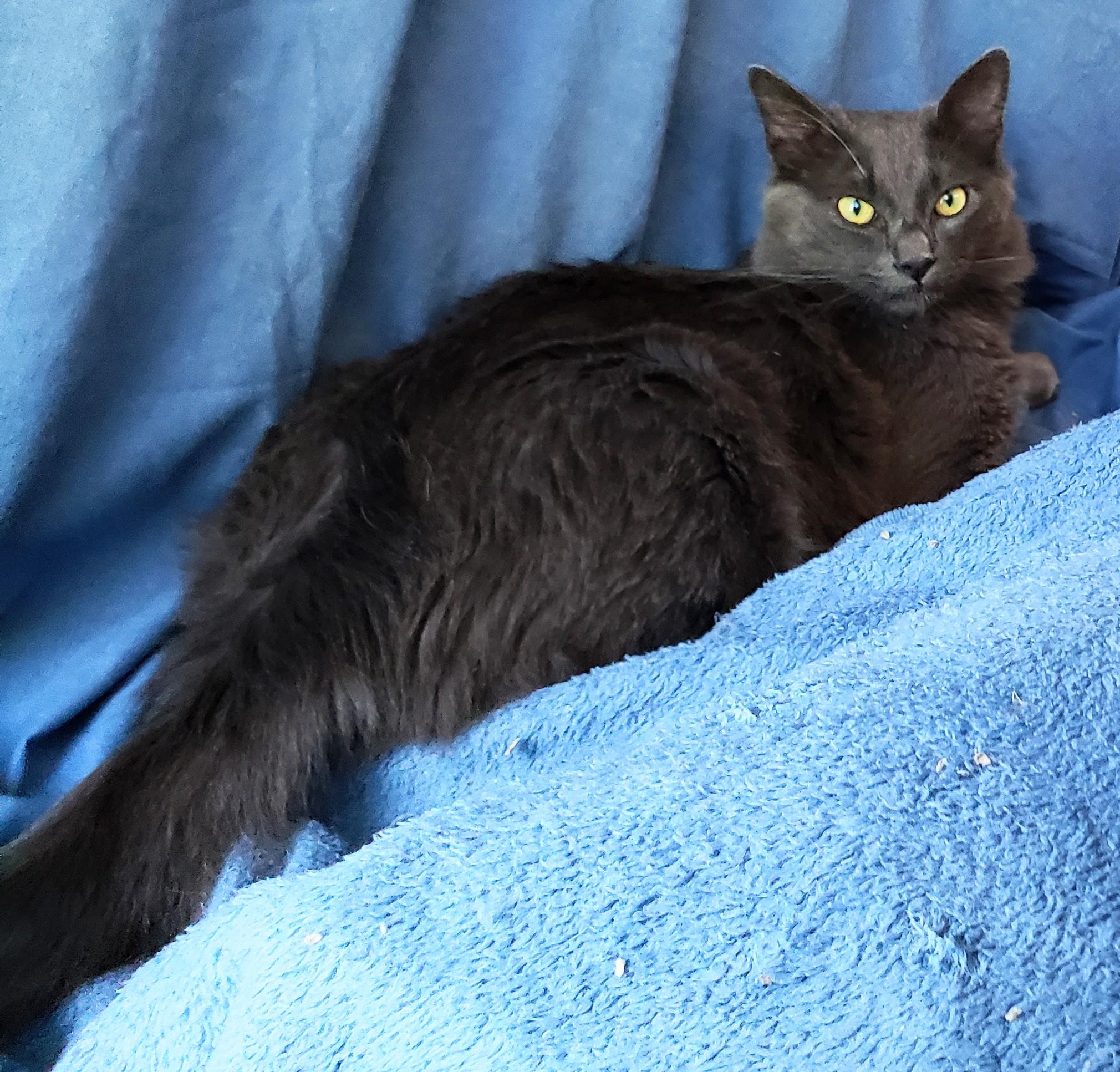 Lyonesse, an adopted mixed breed in Buena Park, CA image 3/6